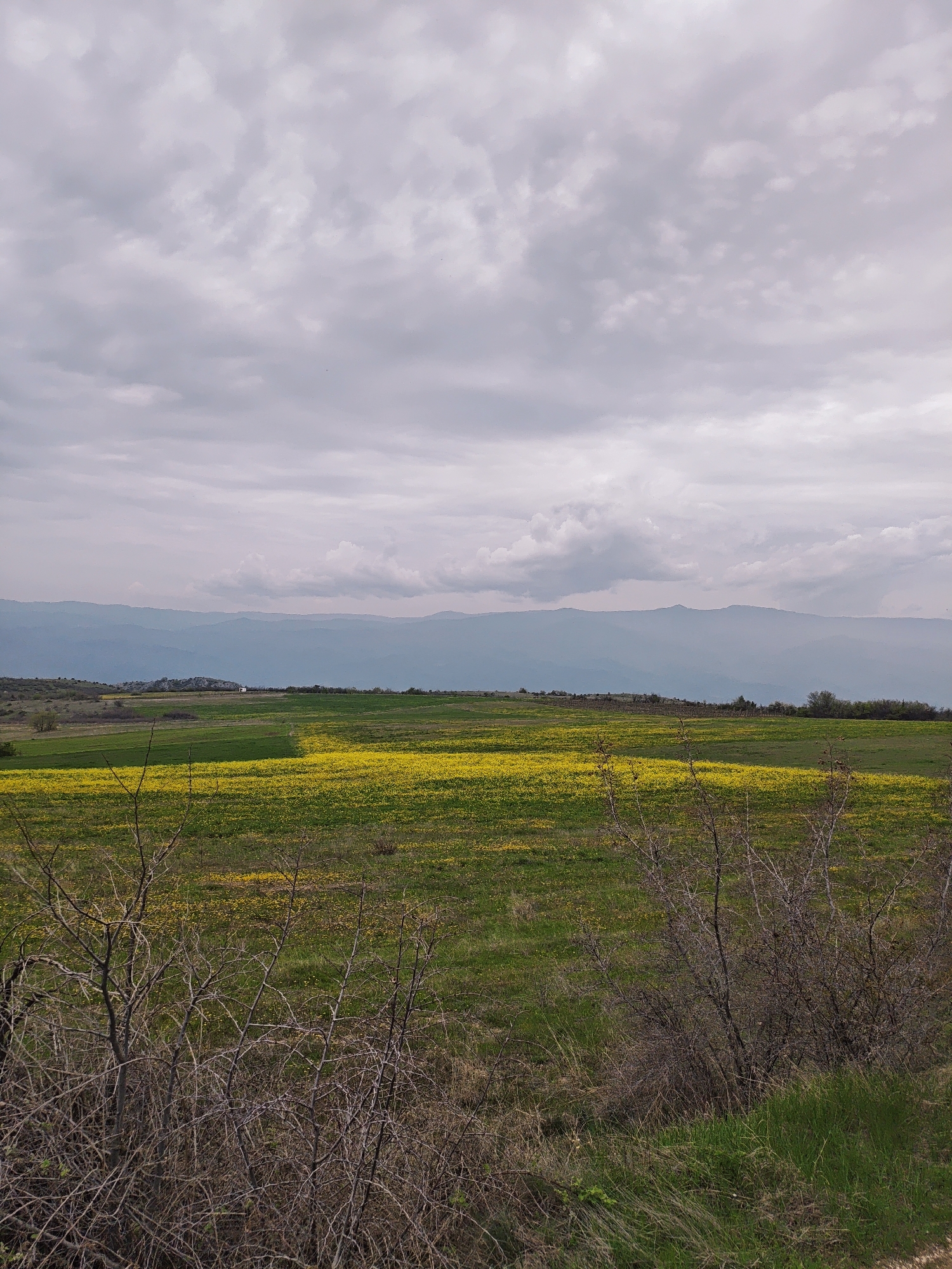 Rural landscape with wildflowers observed under cloudy skies