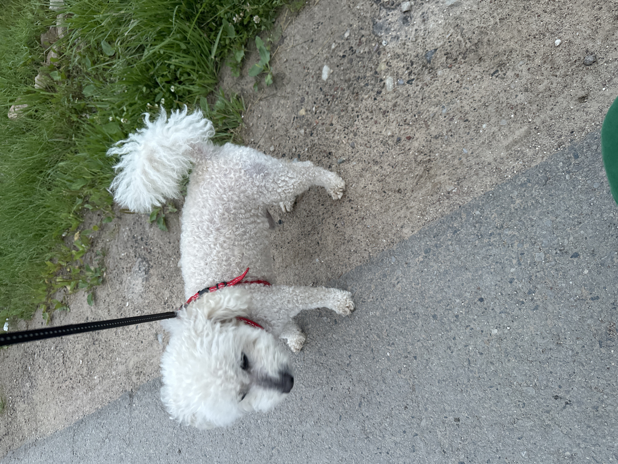 Dog walk and wheat fields in rural Lithuania