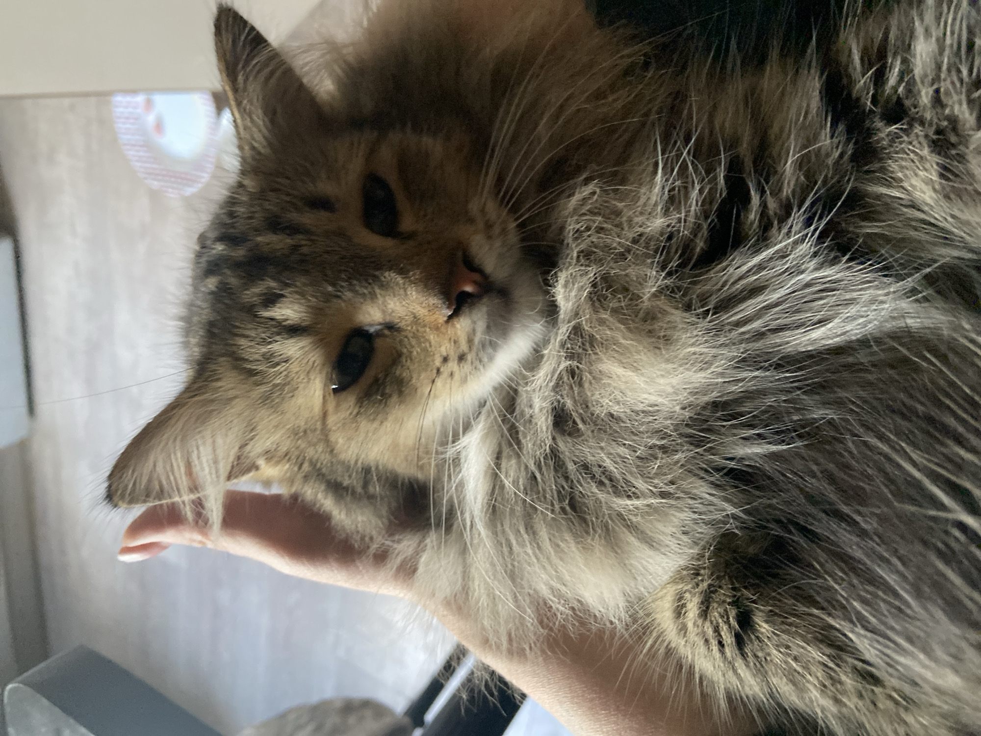Afternoon with a houseful of cats in Bishkek