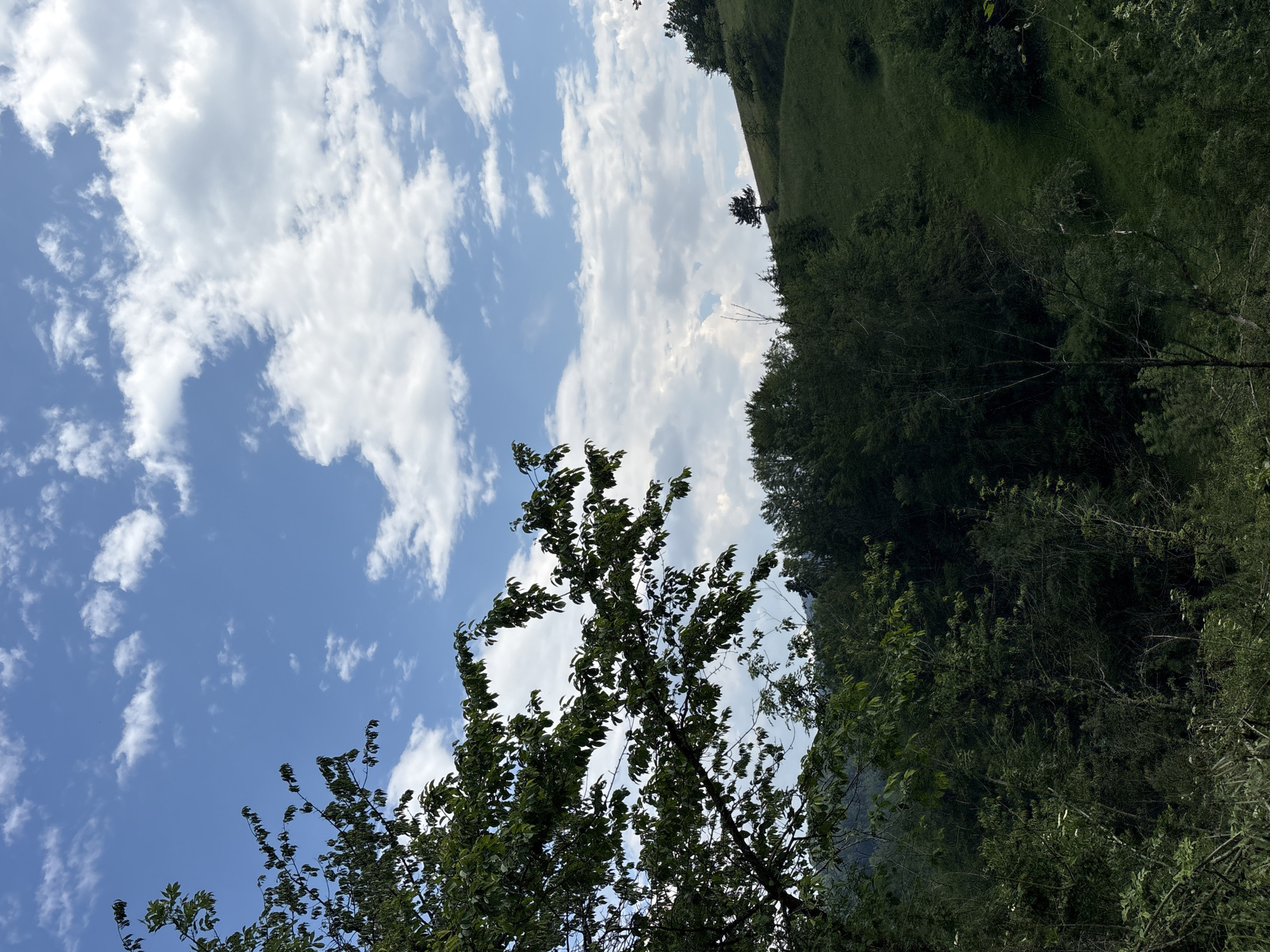 Forest landscape documented in Serbian municipality under partly cloudy skies