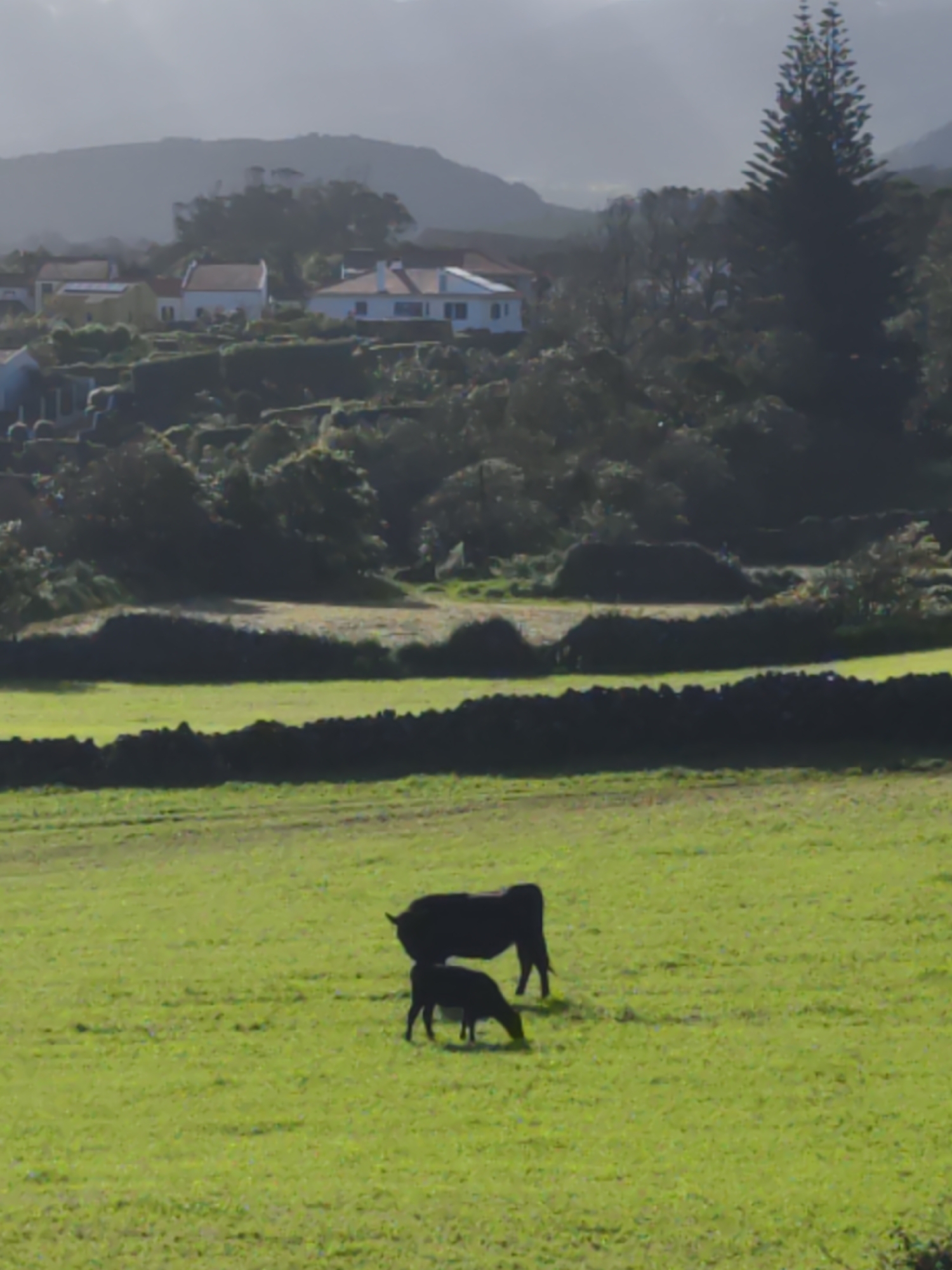 Cow and calf spotted grazing in Portuguese countryside