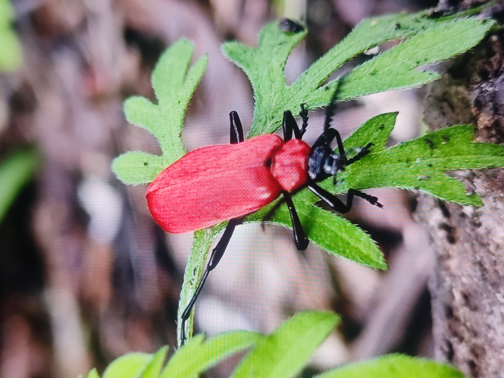 Red beetle spotted on fern plant in Mospyne, Ukraine