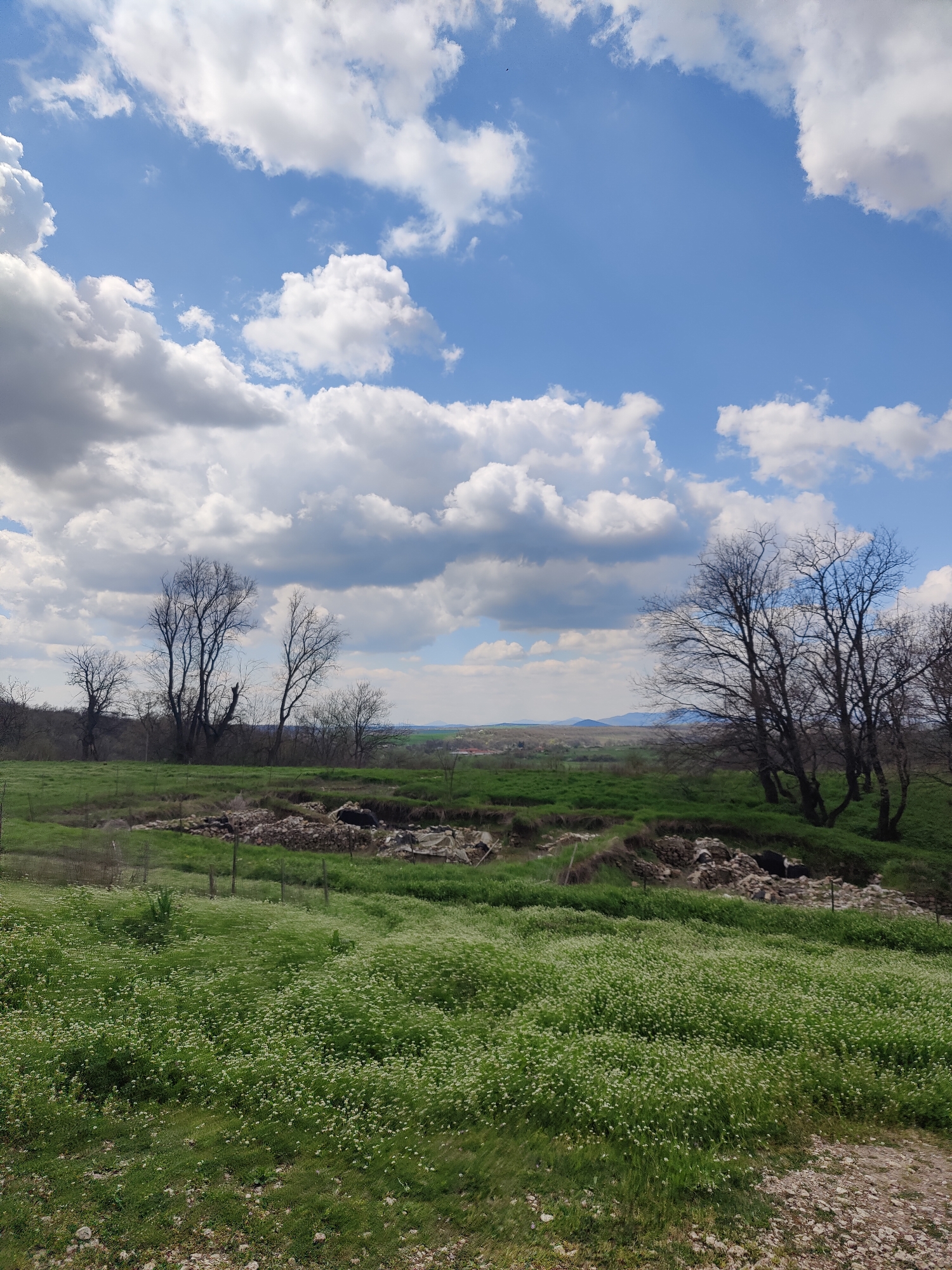Spring field with white flowers observed in Gorski Izvor, Bulgaria