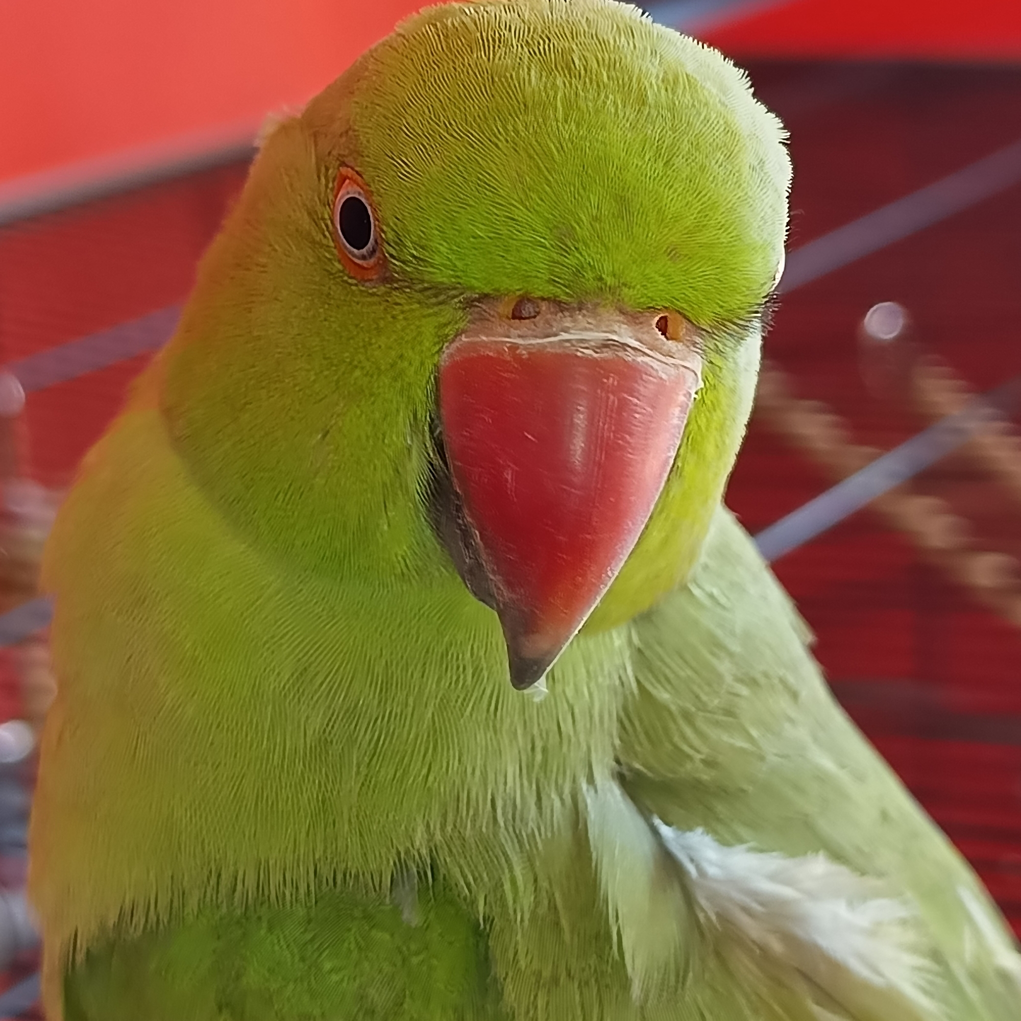 Green parrot with red beak, up close in Cheb