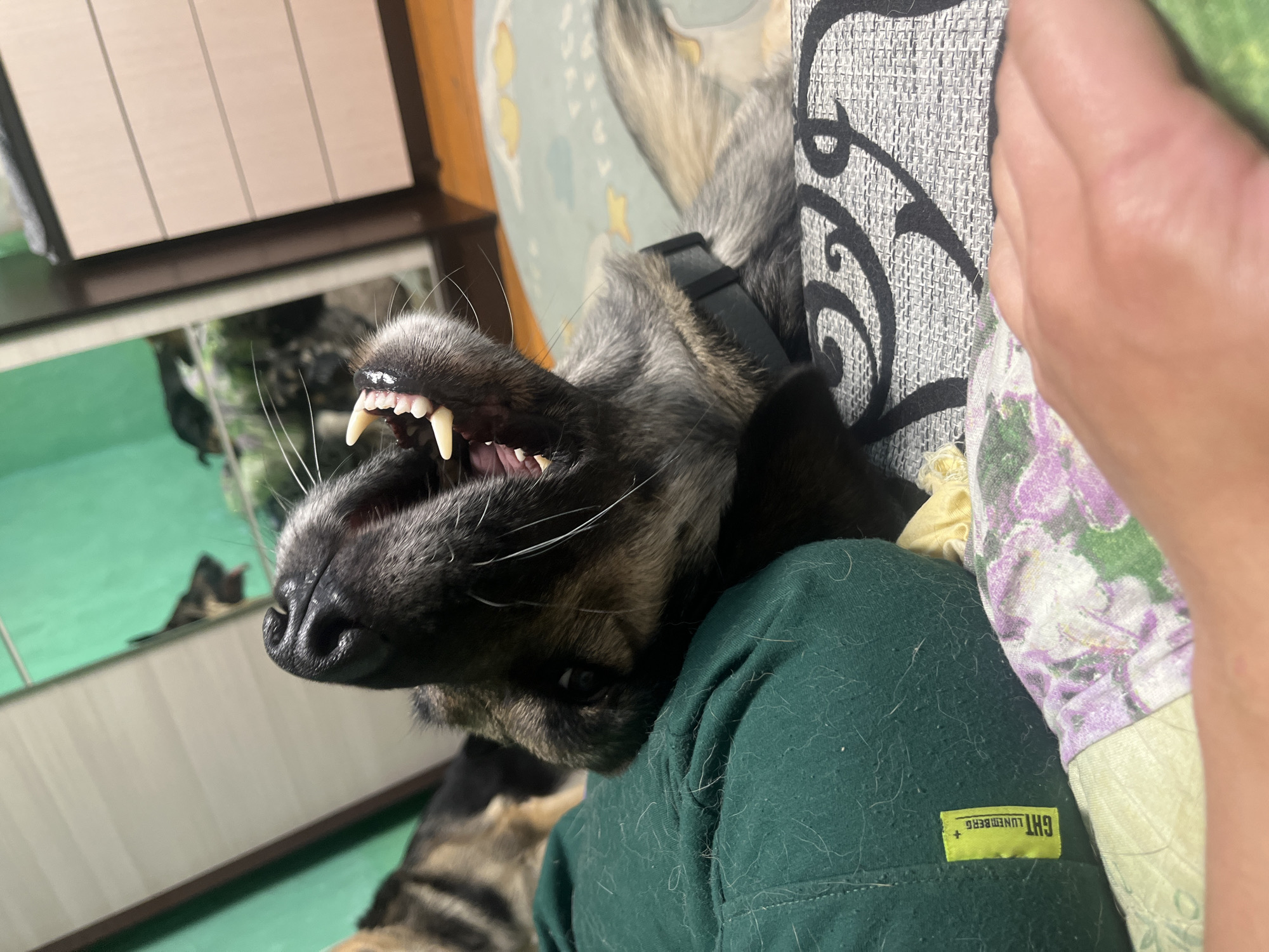 Pets captured in quiet domestic moments in Nizhny Tagil homes