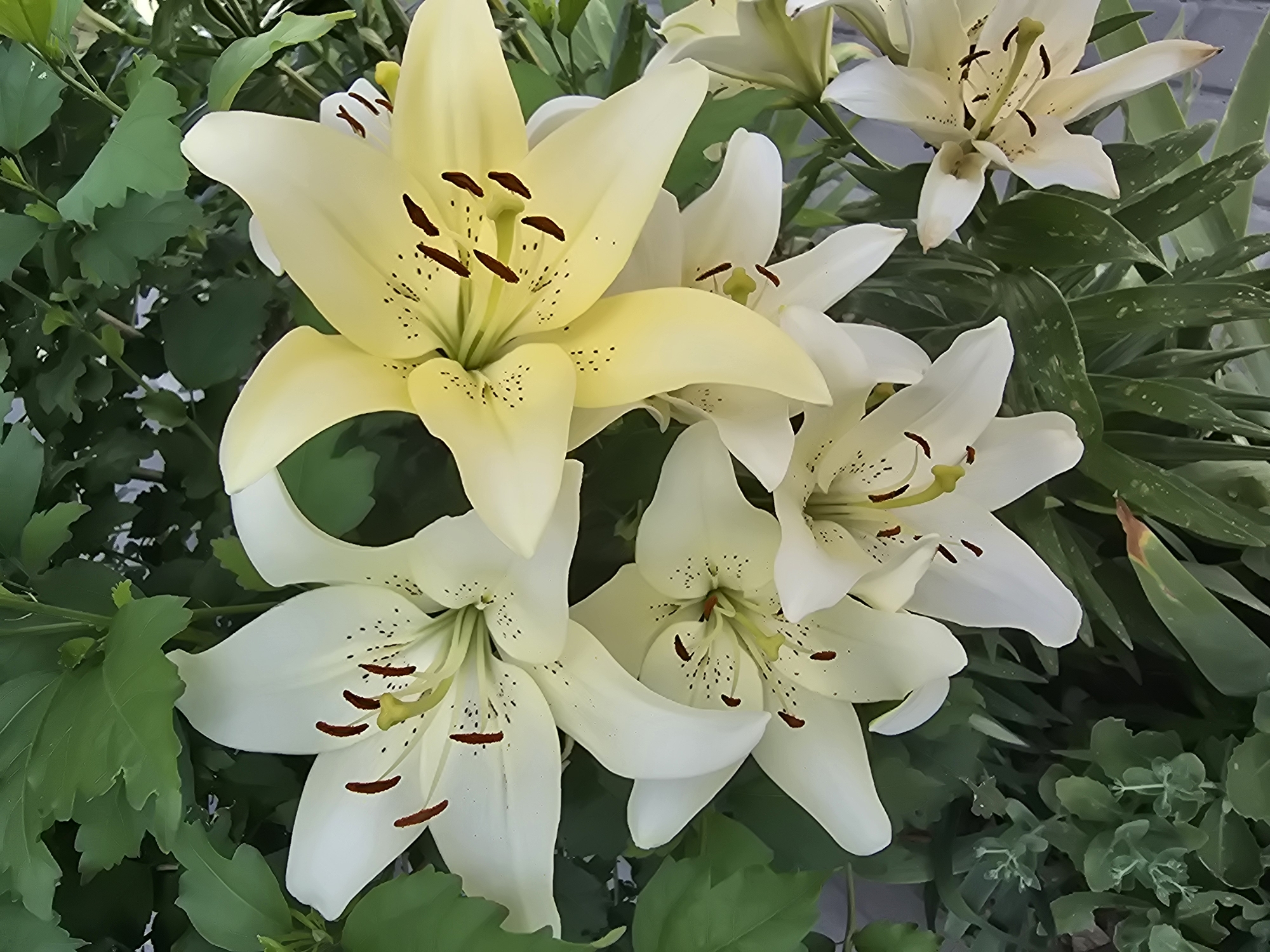 Summer garden in full bloom, Sofiivska Borshchahivka