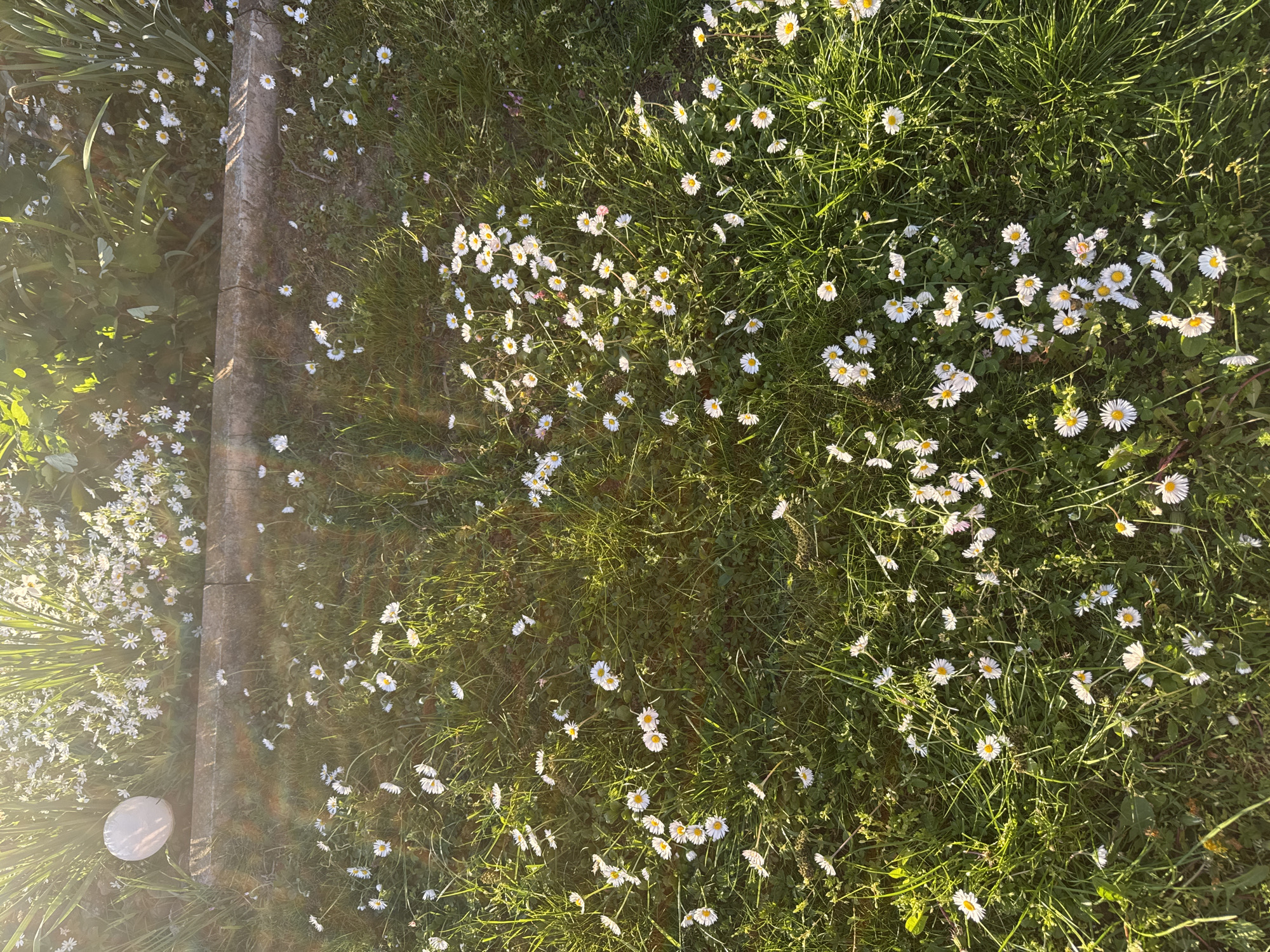 Spring daisies bloom across grassy field in Lehchevo, Bulgaria