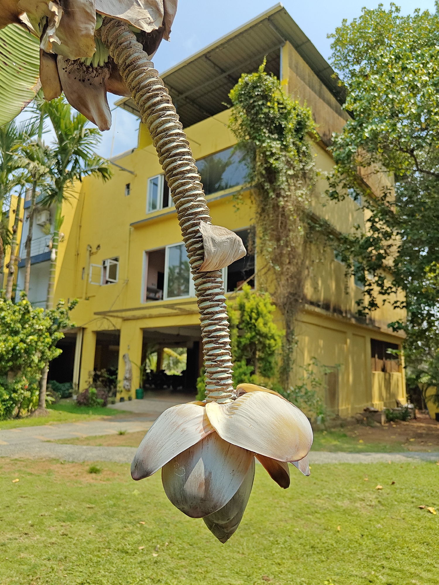 Banana flower photographed in Arambol, India