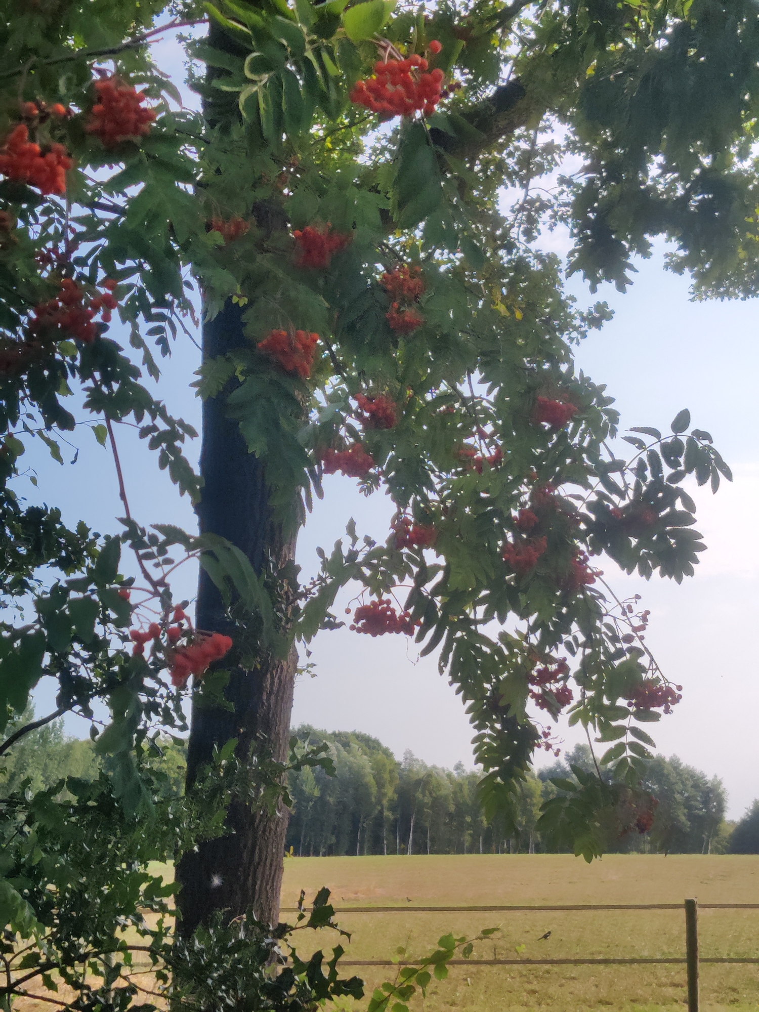 Summer morning walk through Winterswijk's countryside and streets