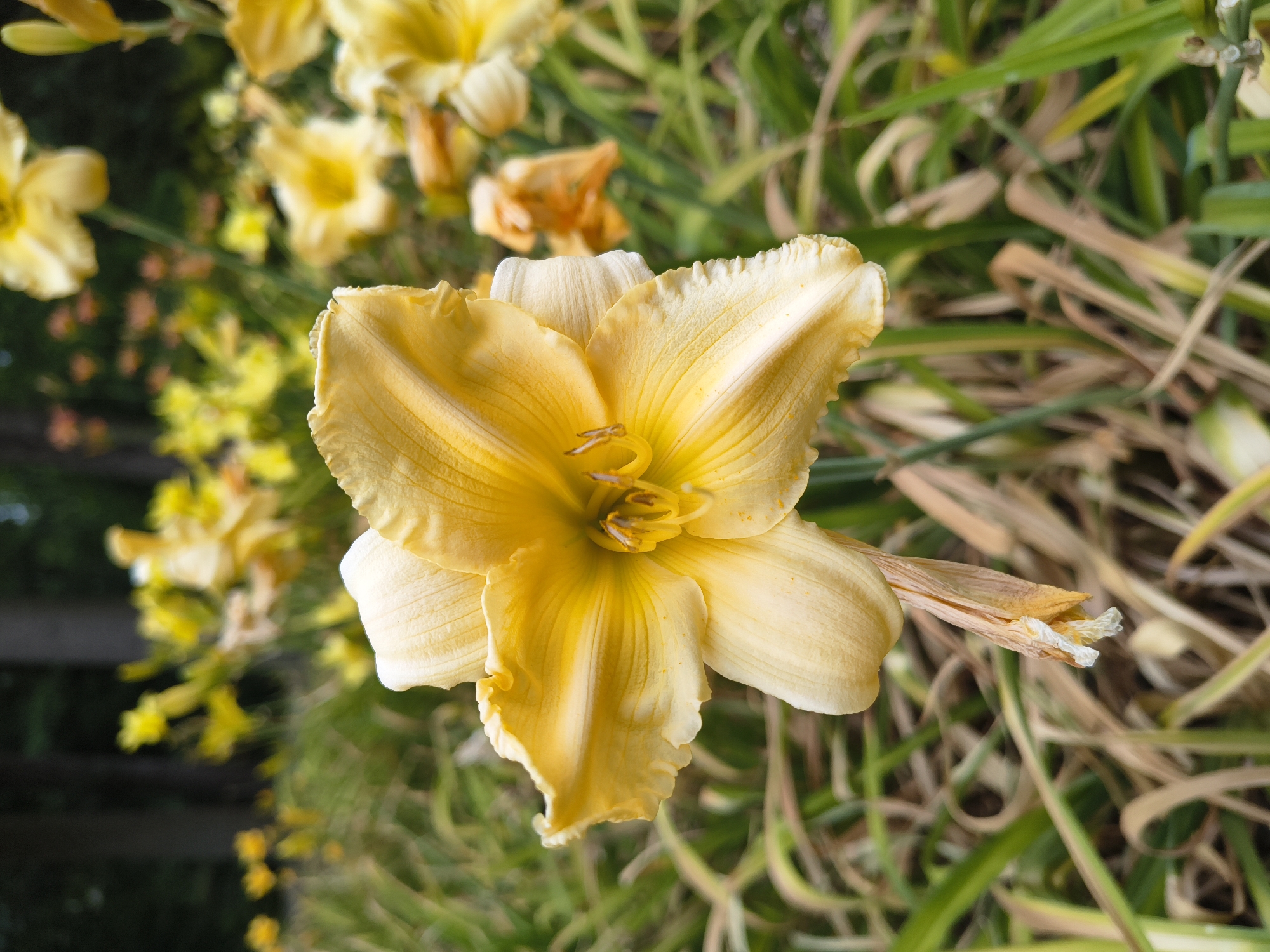 Afternoon in Olomouc's botanical garden, flowers and play