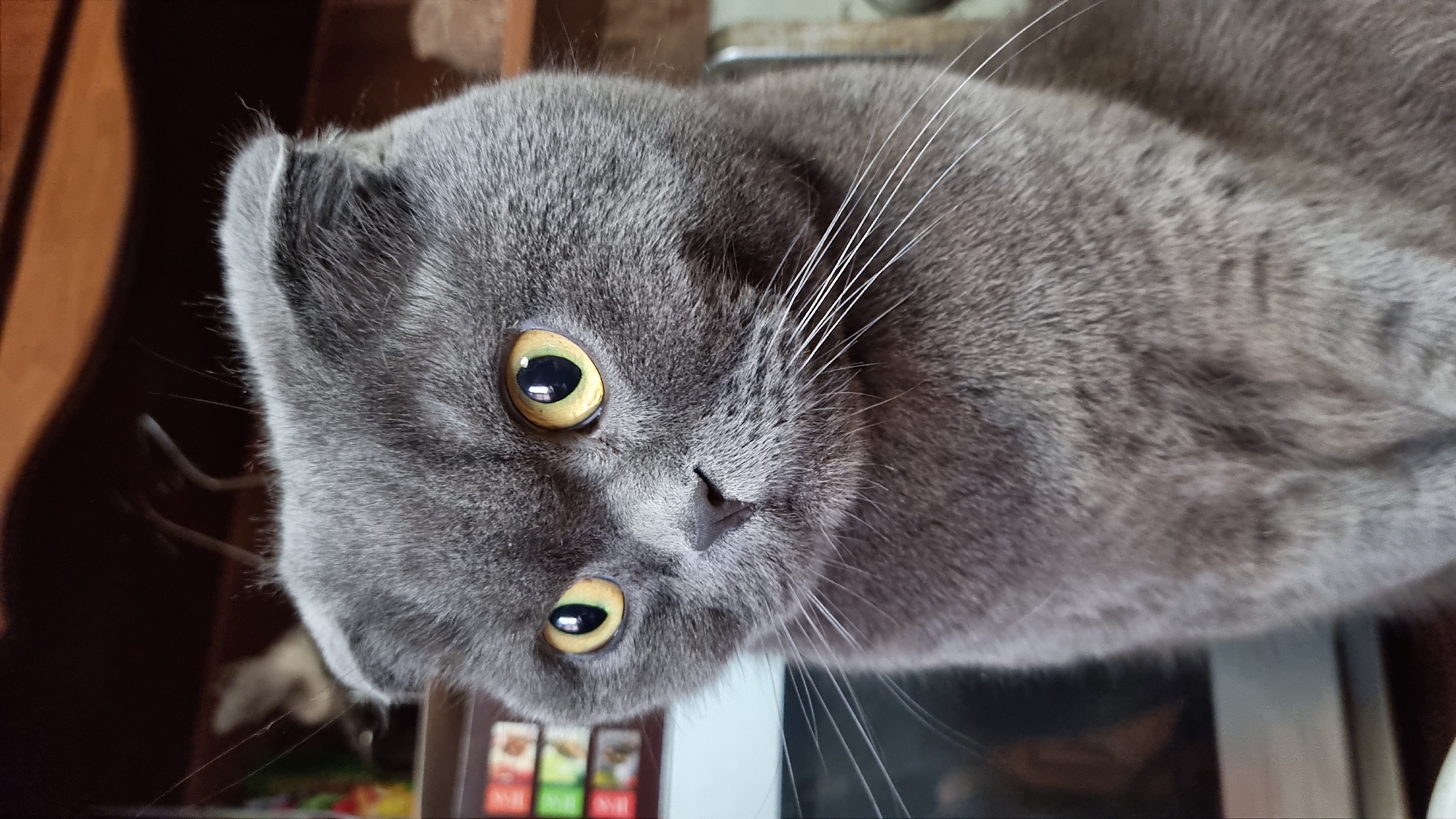 Scottish Fold cat photographed extensively at home in Vysokoe