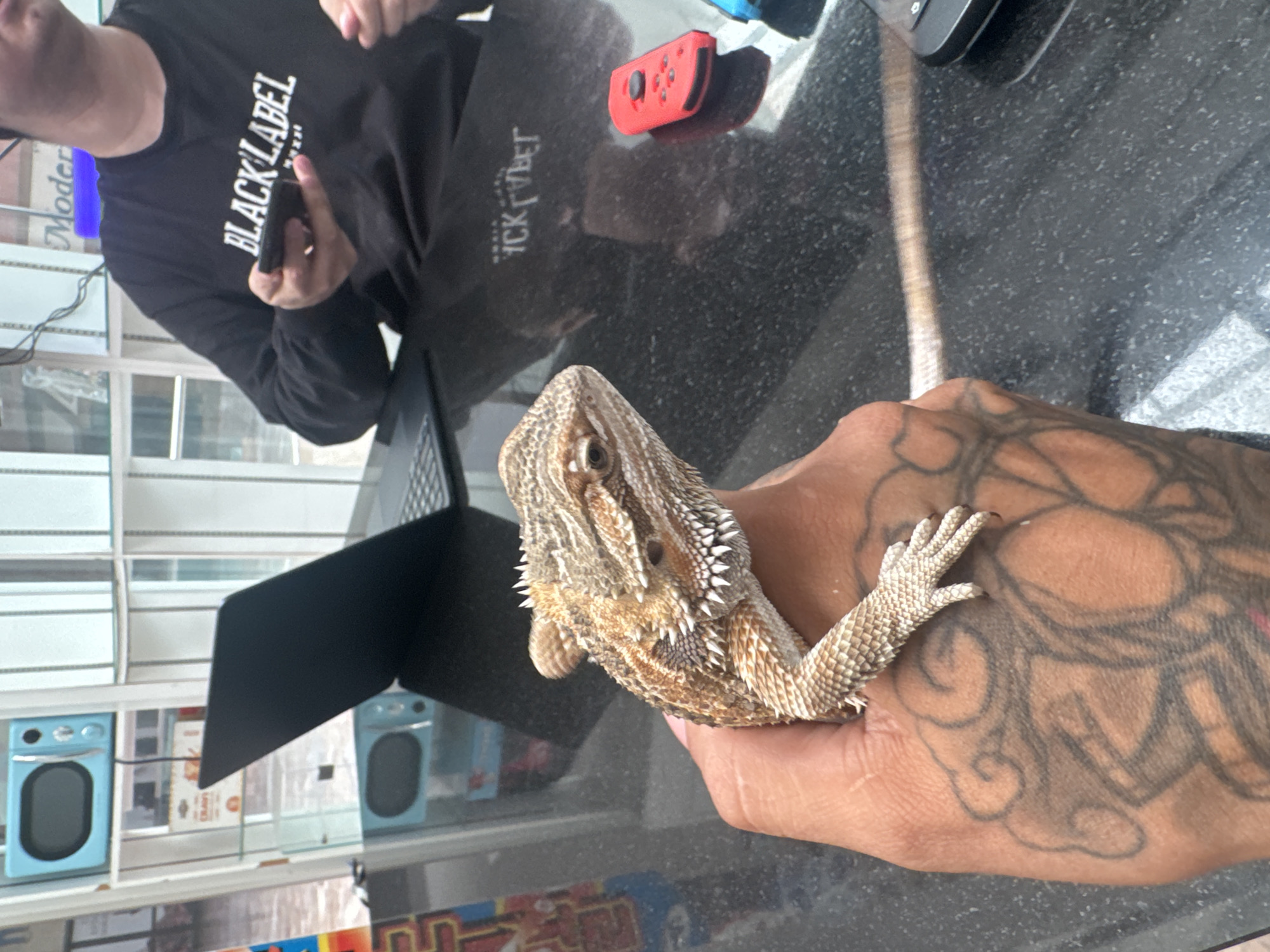 Bearded dragon up close in El Paso, two angles