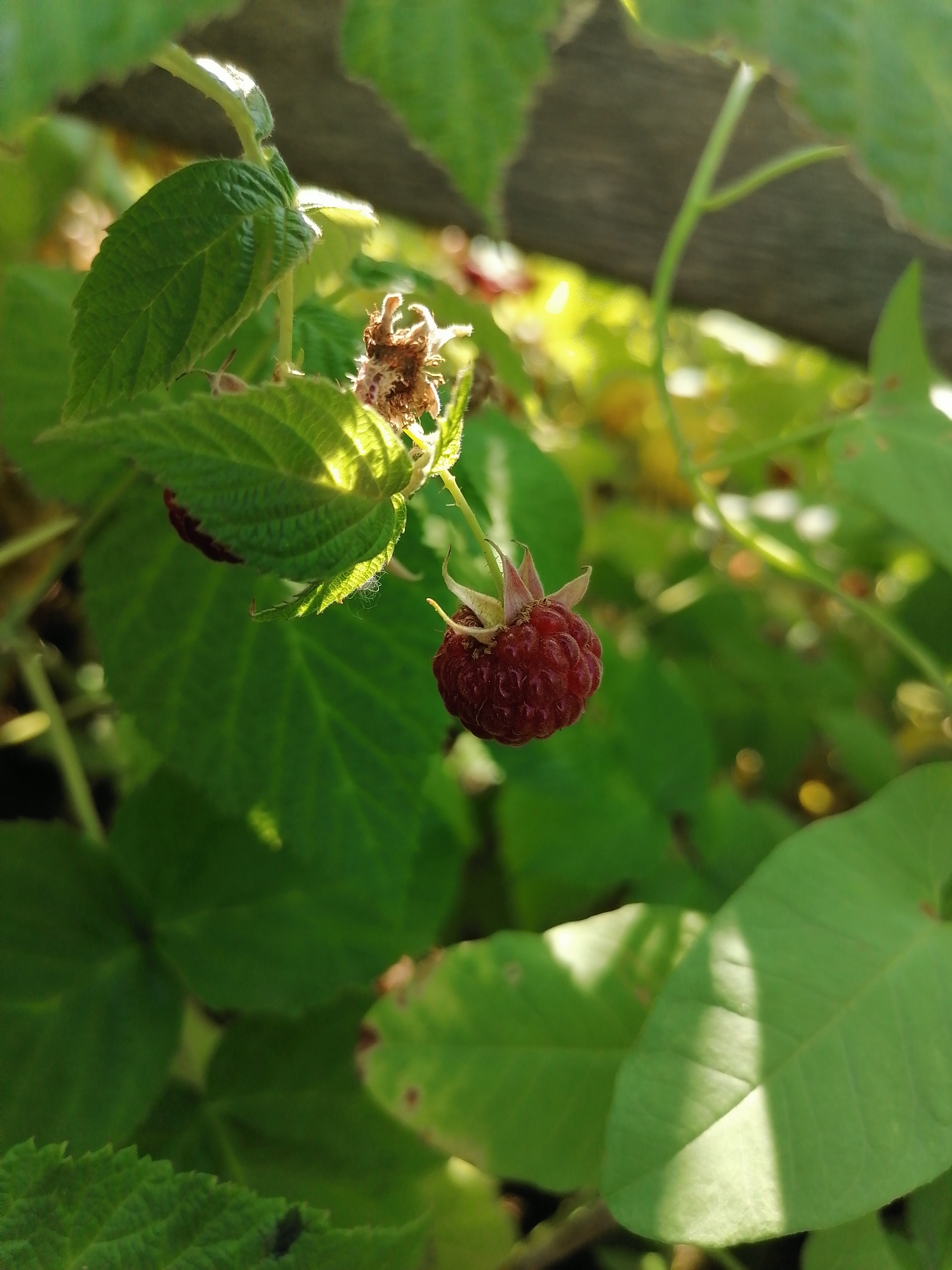 Summer garden walk turns into a nature close-up session