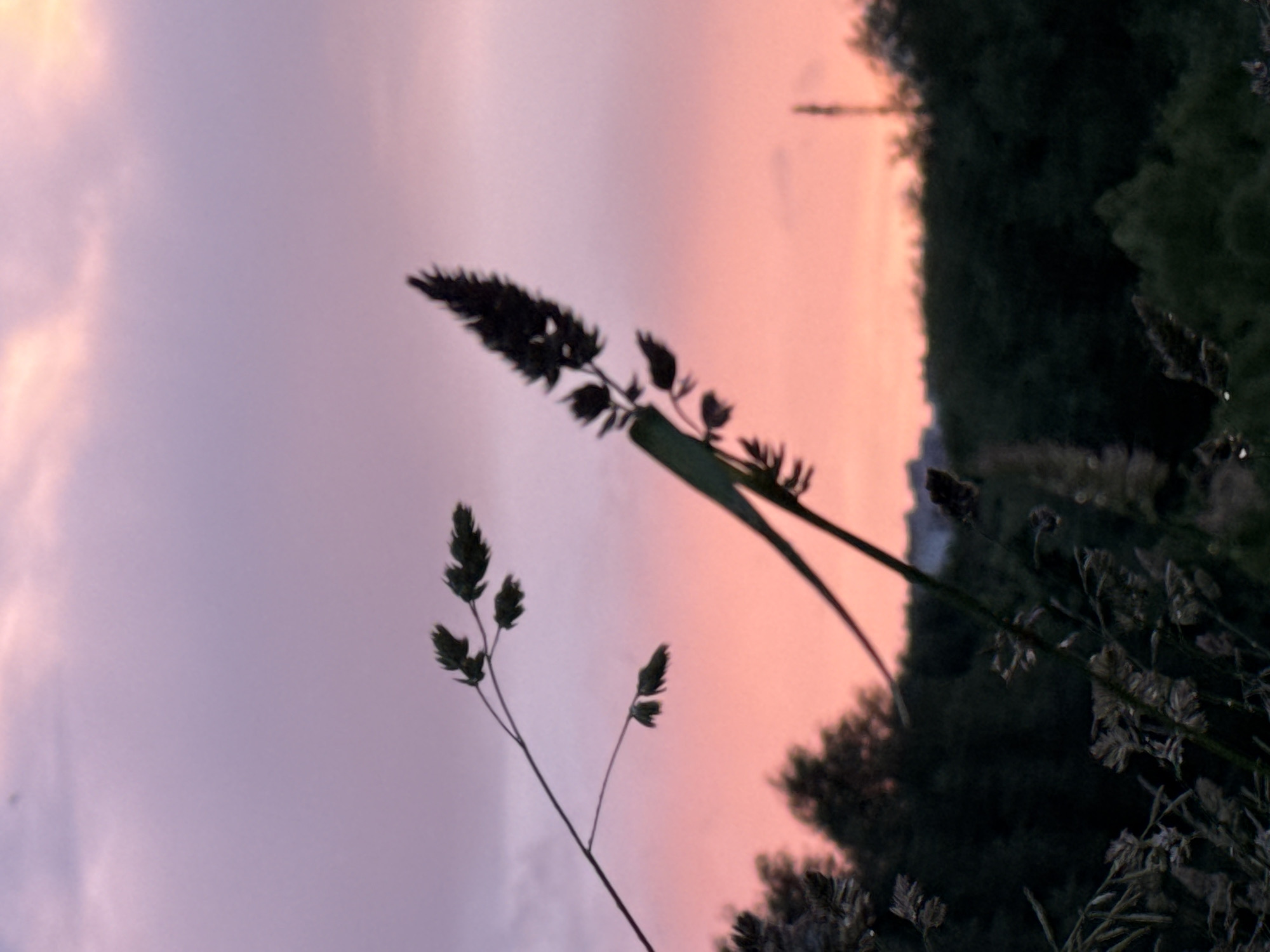 Minsk sunset walk through wet grass and jasmine