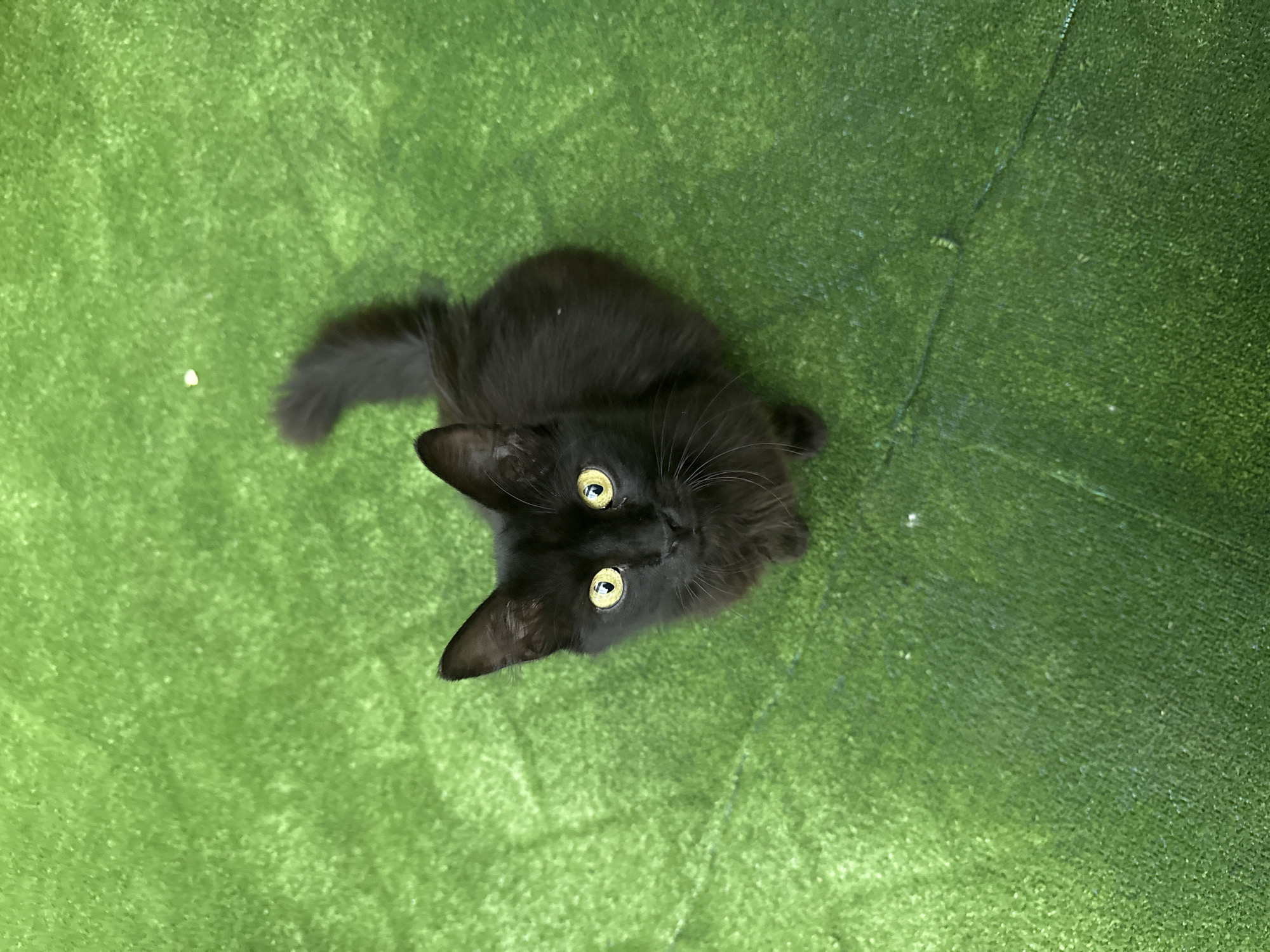 Lunch at a Chișinău shawarma joint, plus a resident black cat
