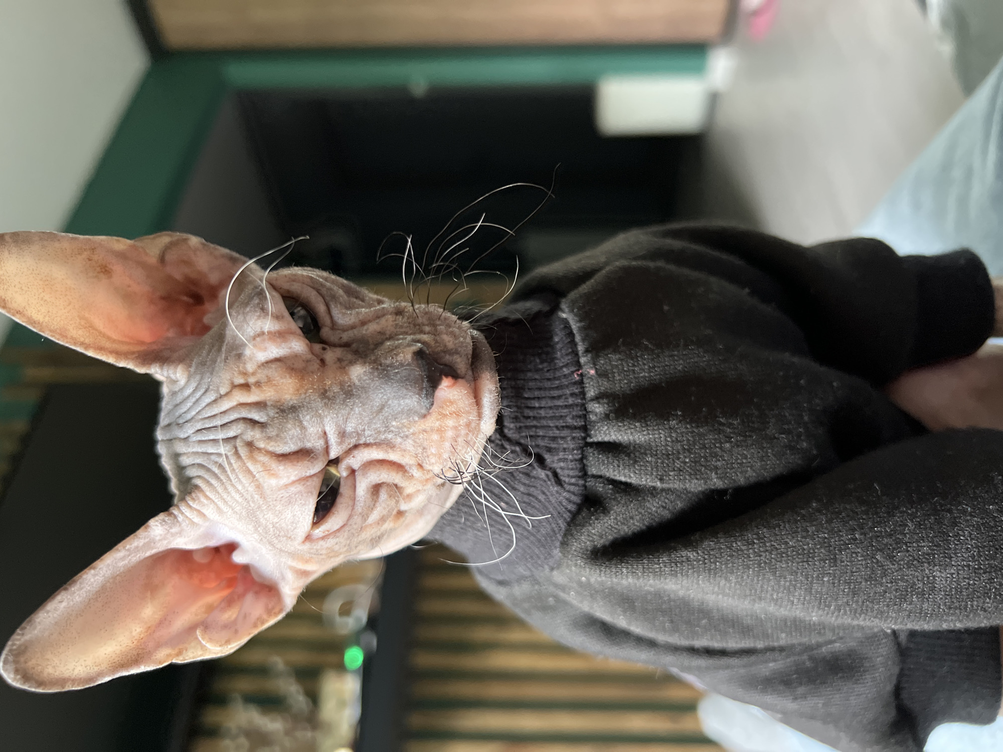 Sphynx cat in black sweater photographed in Kazan, Russia