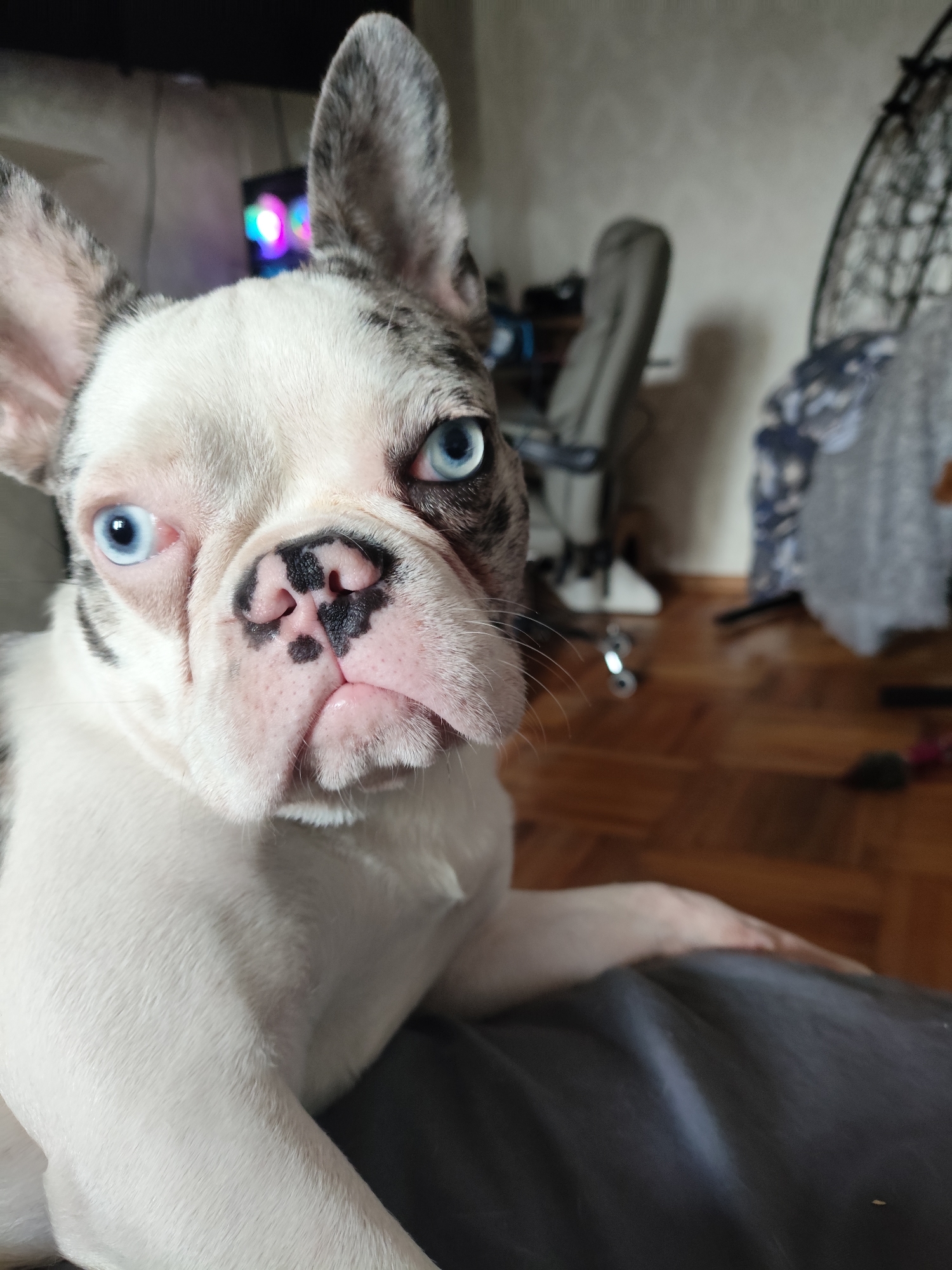 Merle French bulldog with blue eyes lounges on blankets indoors