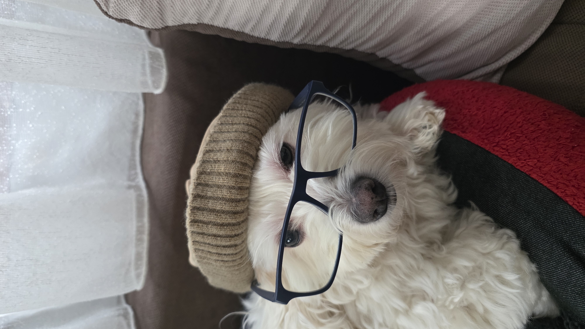 Small white dog photographed indoors in Blagoevgrad, Bulgaria