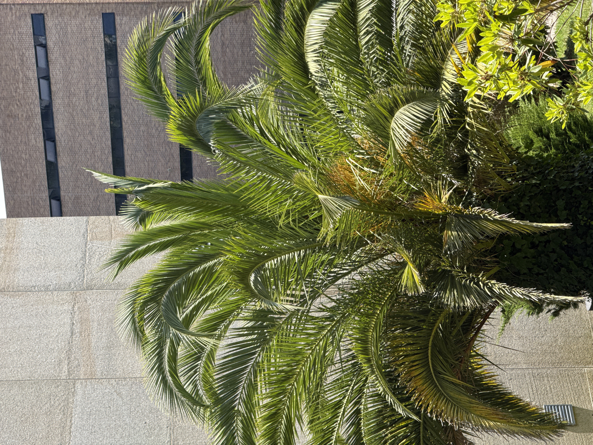Palm tree and building documented in Santiago de Compostela