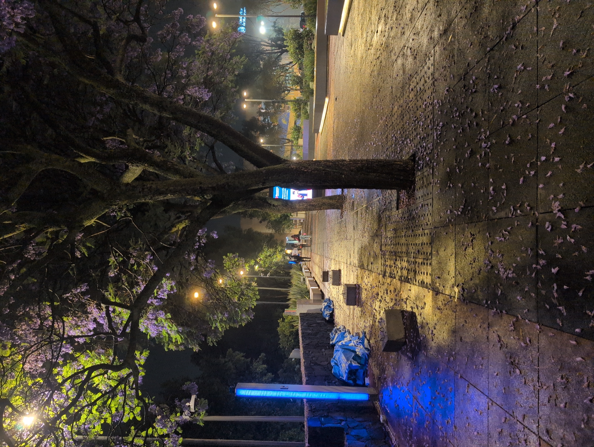 Nighttime Jacaranda blooms illuminate Mexico City park walkway