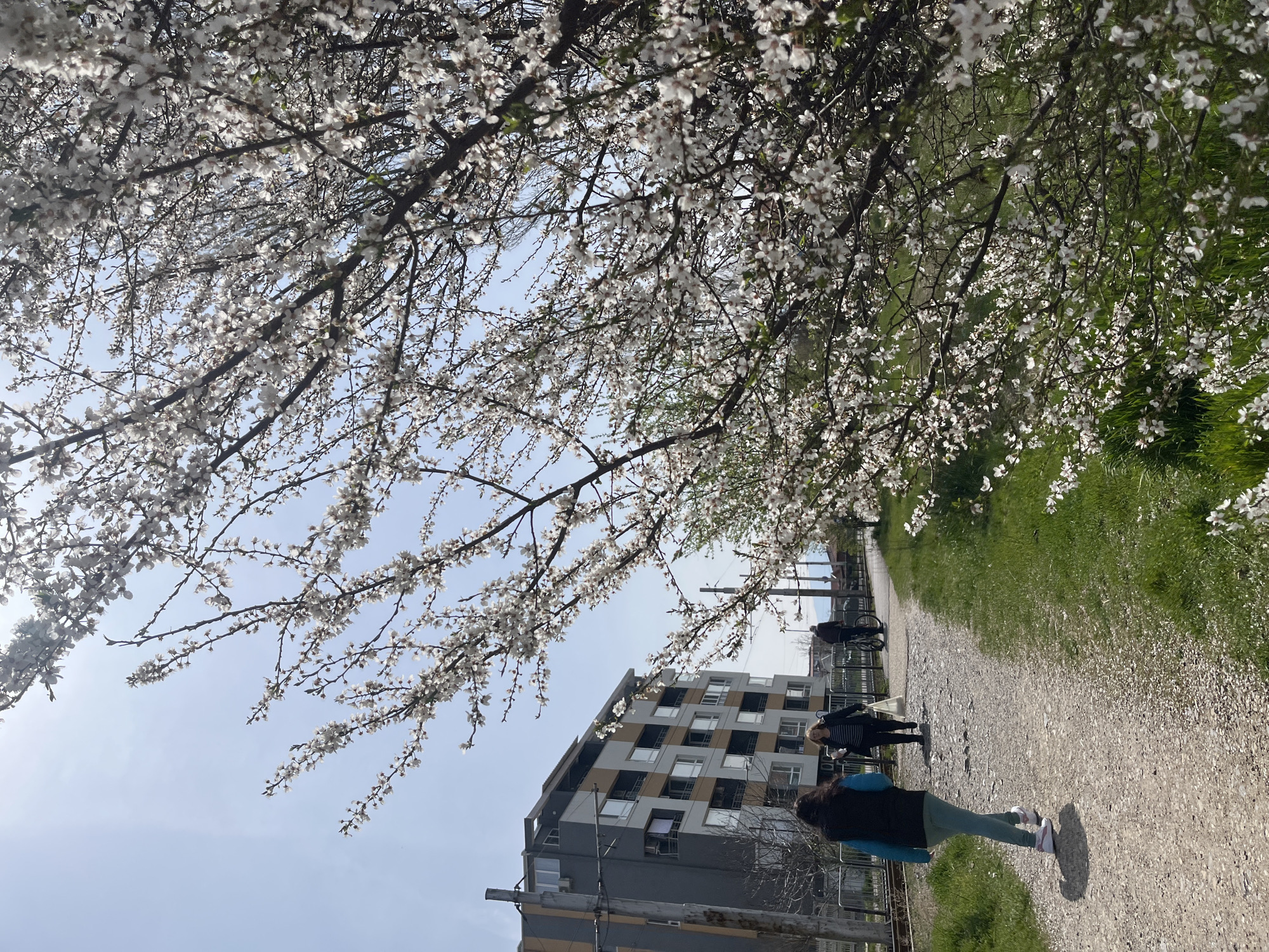 Spring morning walk observed on blooming tree-lined Sofia path
