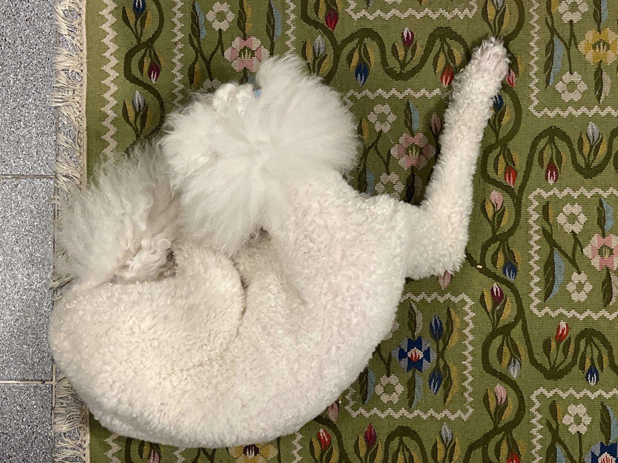 Rainy day captures: pets, art sketches, and wet streets