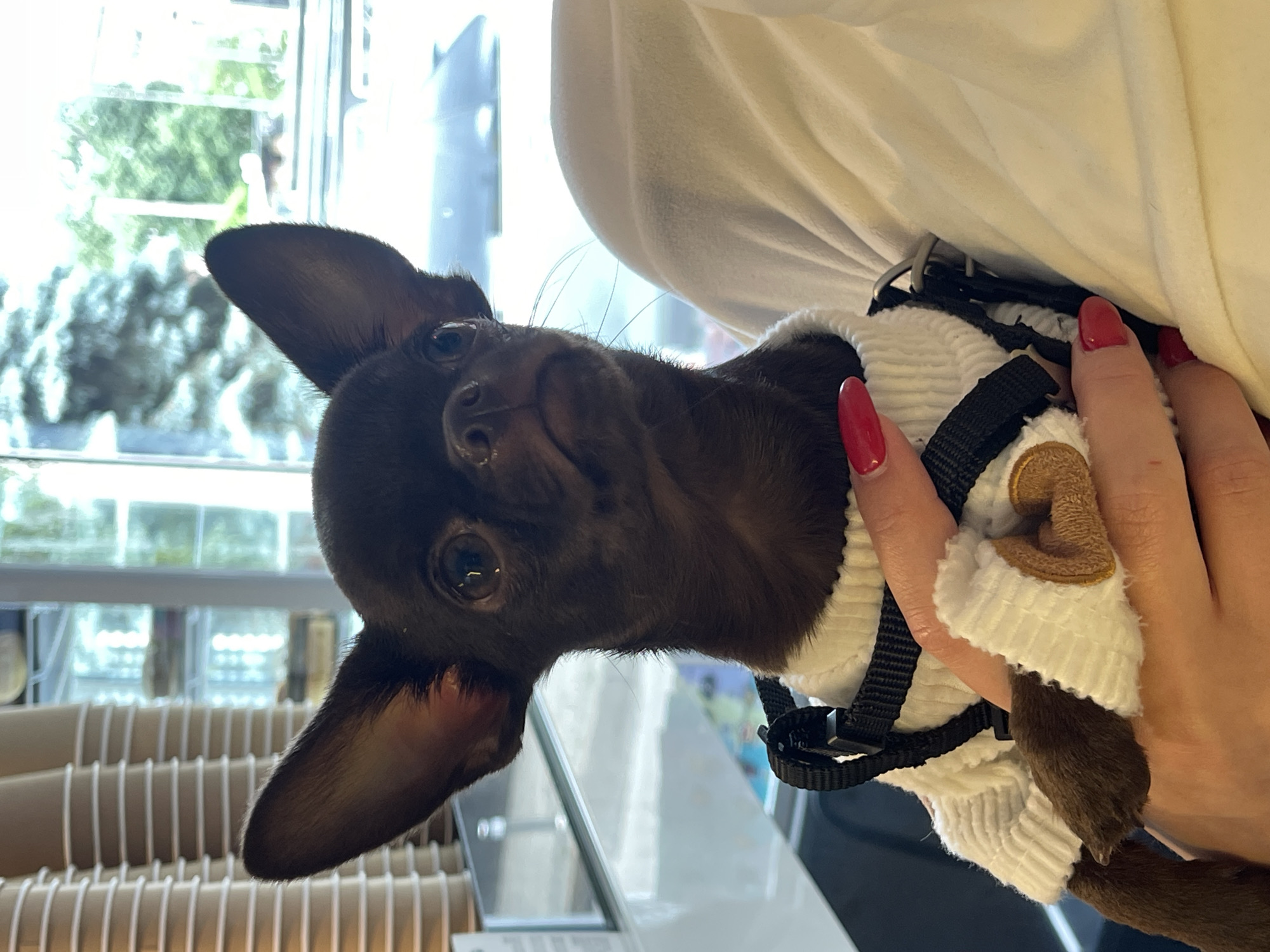 Chihuahua puppy in sweater spotted during morning outing