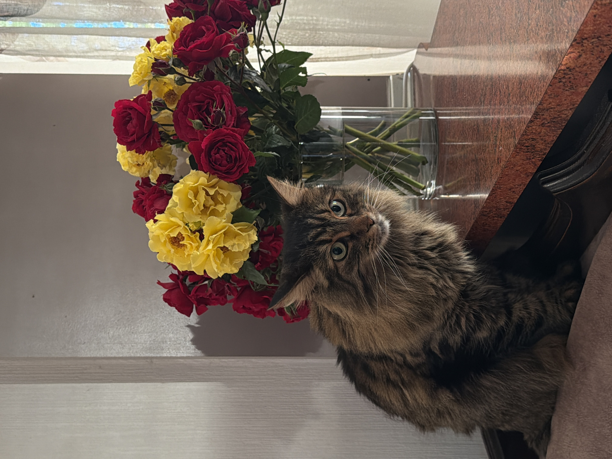 Cat photo session featuring Sphynx and tabby cats