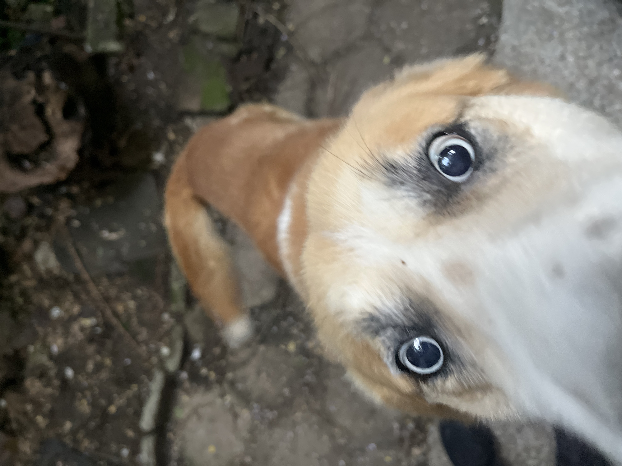 Playful dog encounters documented in Sofia street setting