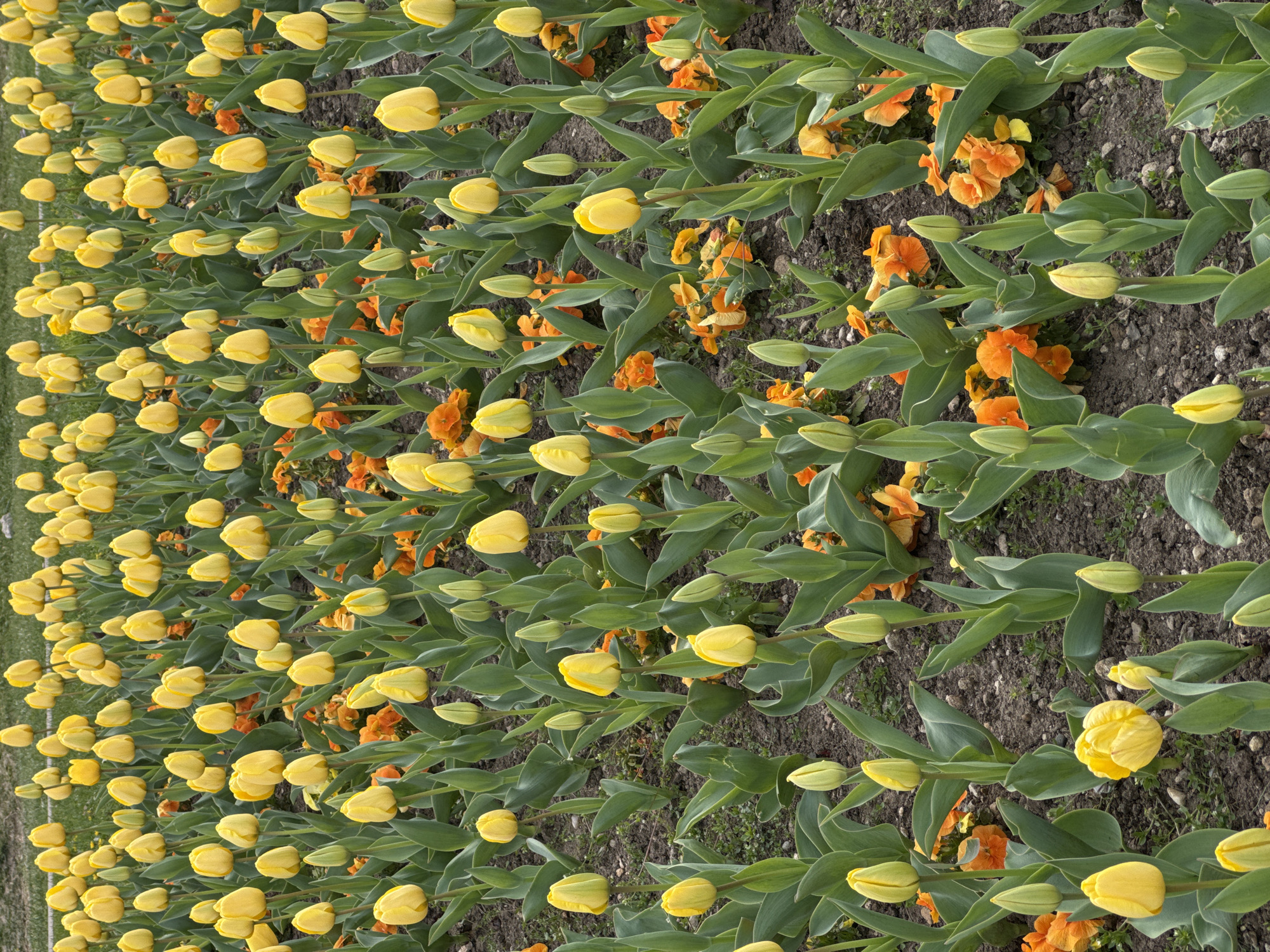 Woman visits spring flower displays in Sofia park