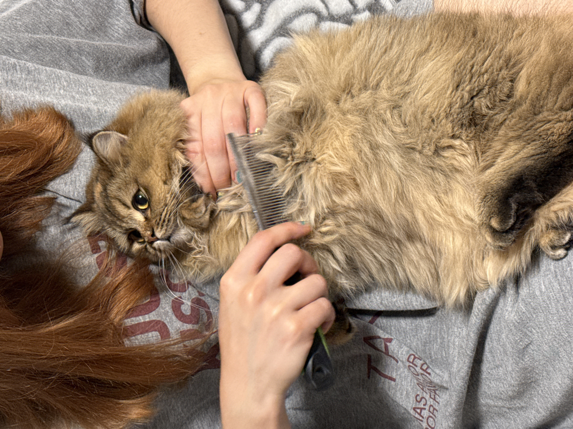 Woman grooms cat on blanket in Petah Tikva