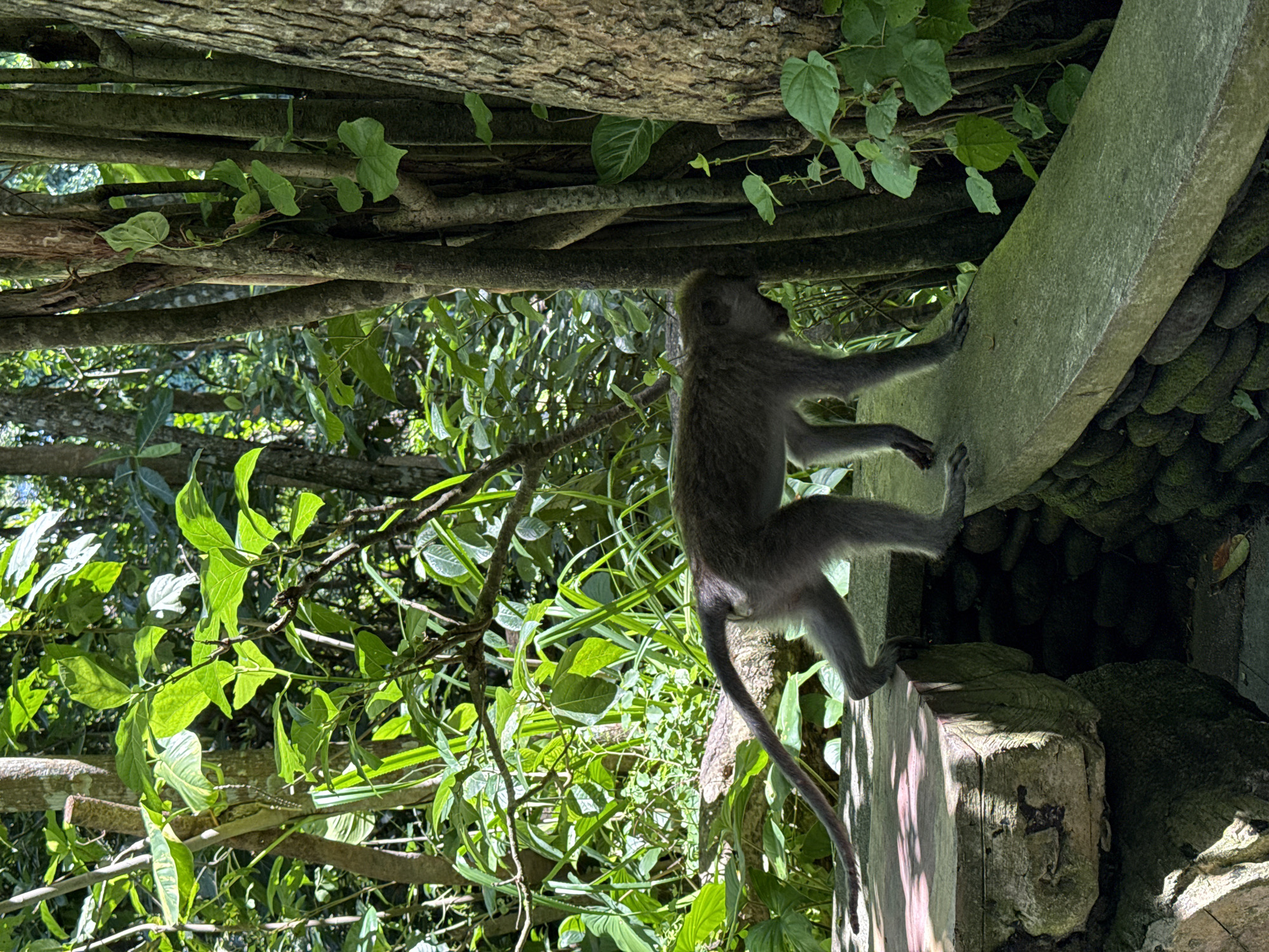 Dawn monkey activity documented across Ubud tourist sites