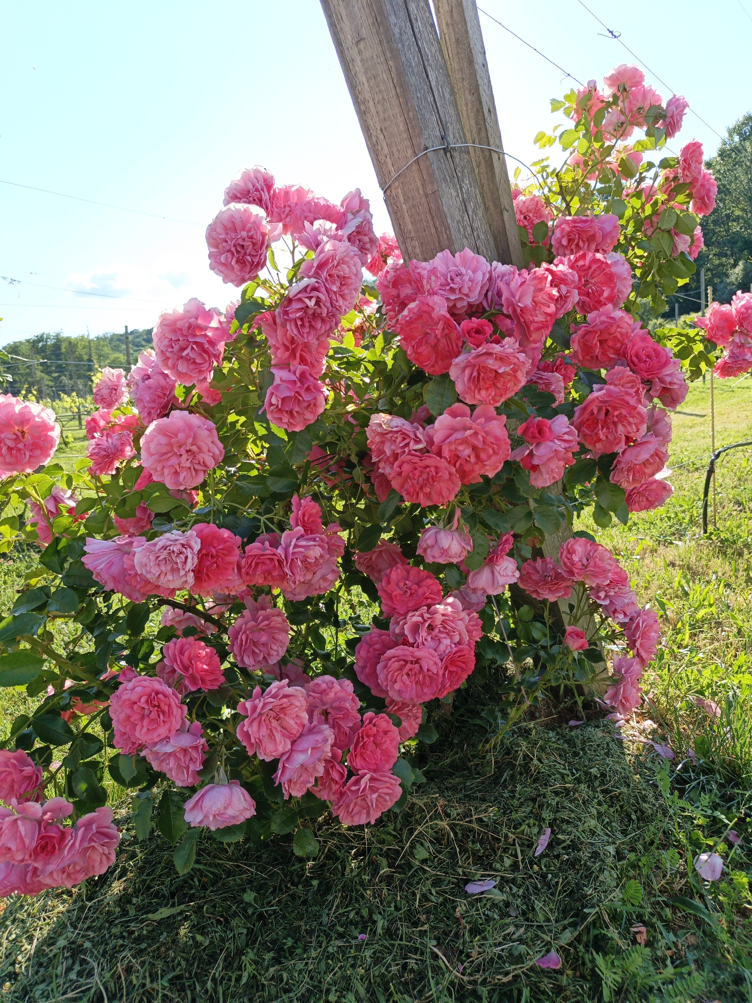 Summer afternoon documented at Russian vineyard and farm property