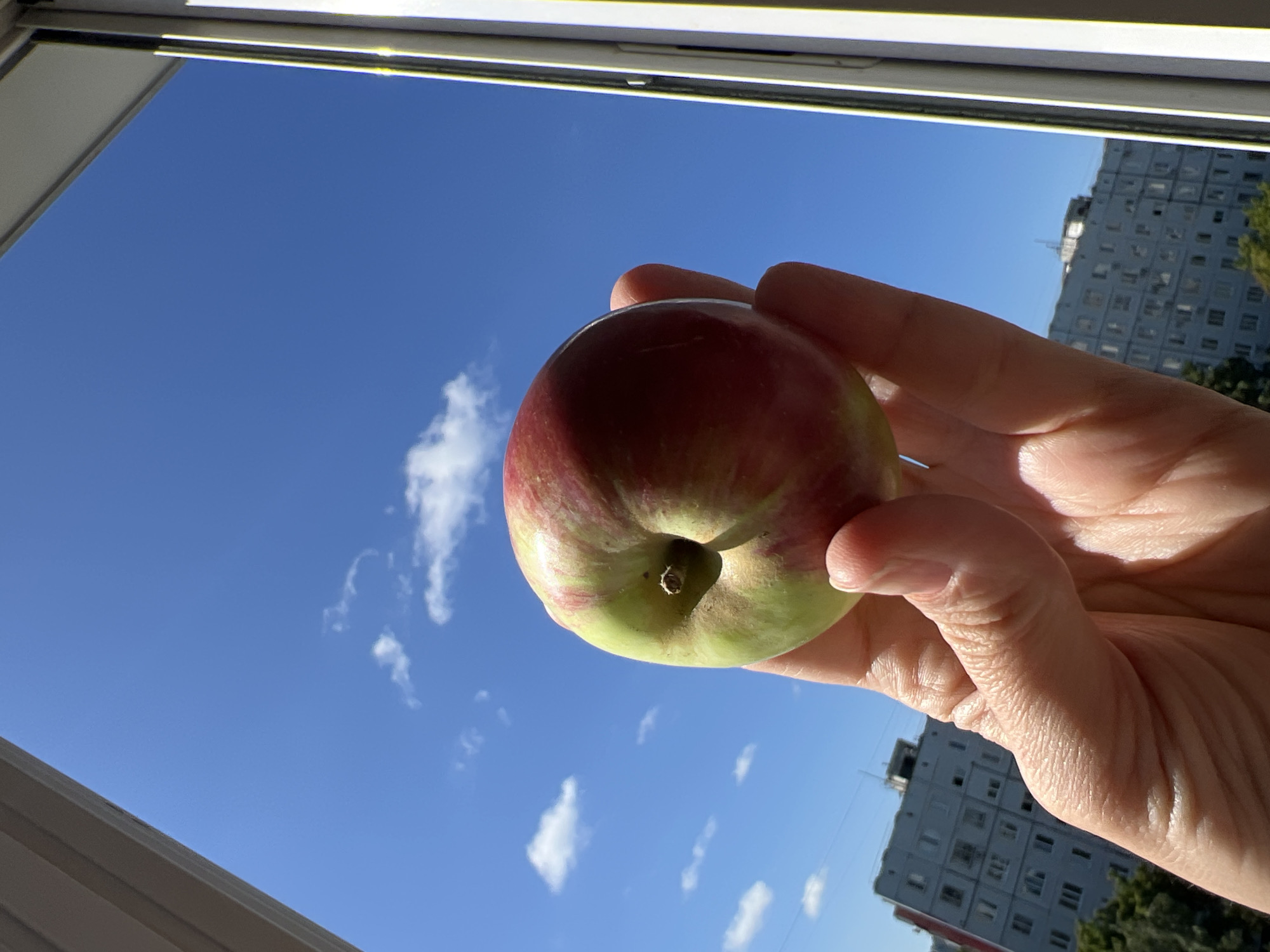 Fresh produce and open skies on a Tolyatti summer morning