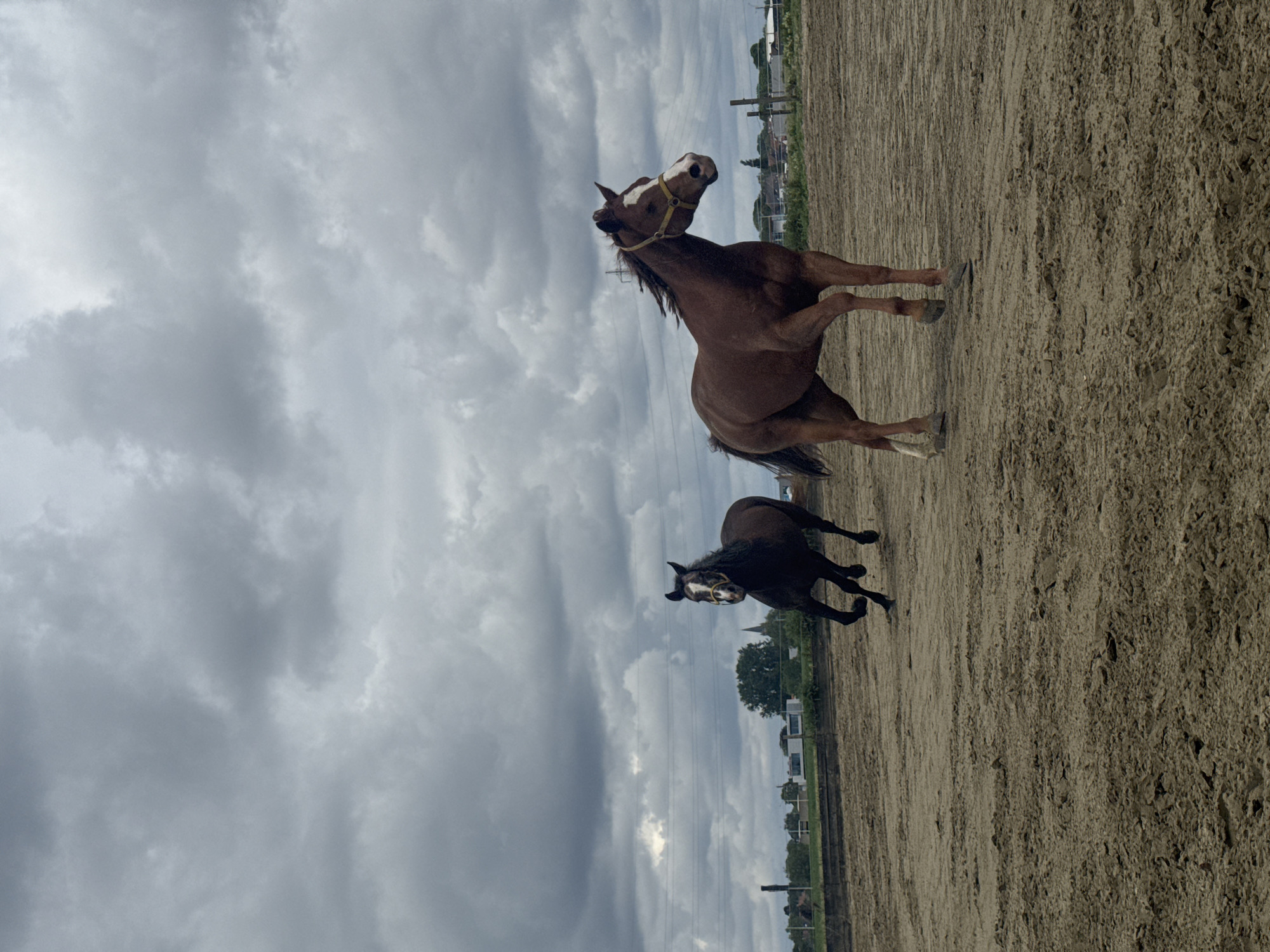 Two bridled horses spotted in Belgian paddock