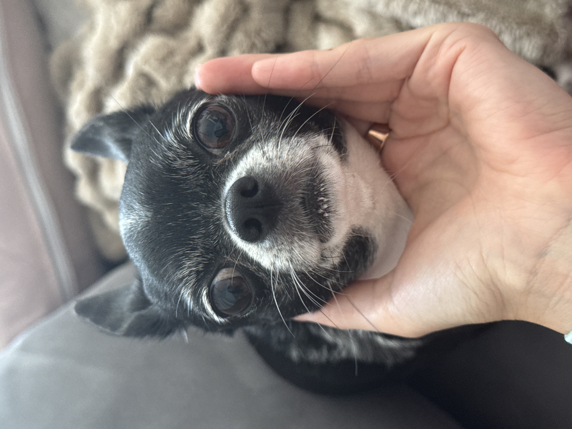 Human hand gently pets small Chihuahua in tender moment