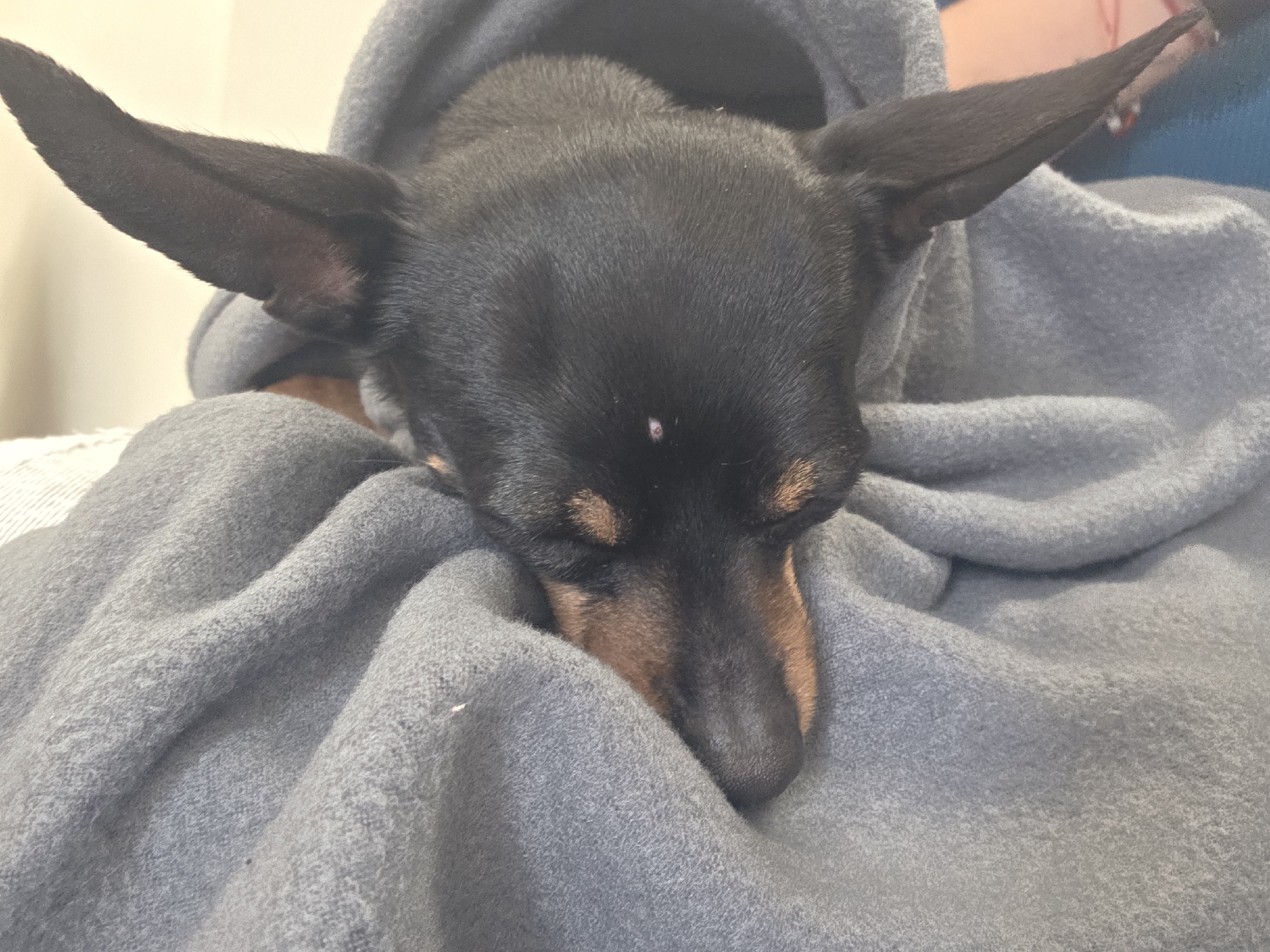 Miniature pinscher sleeps peacefully in sweatshirt in Ruse