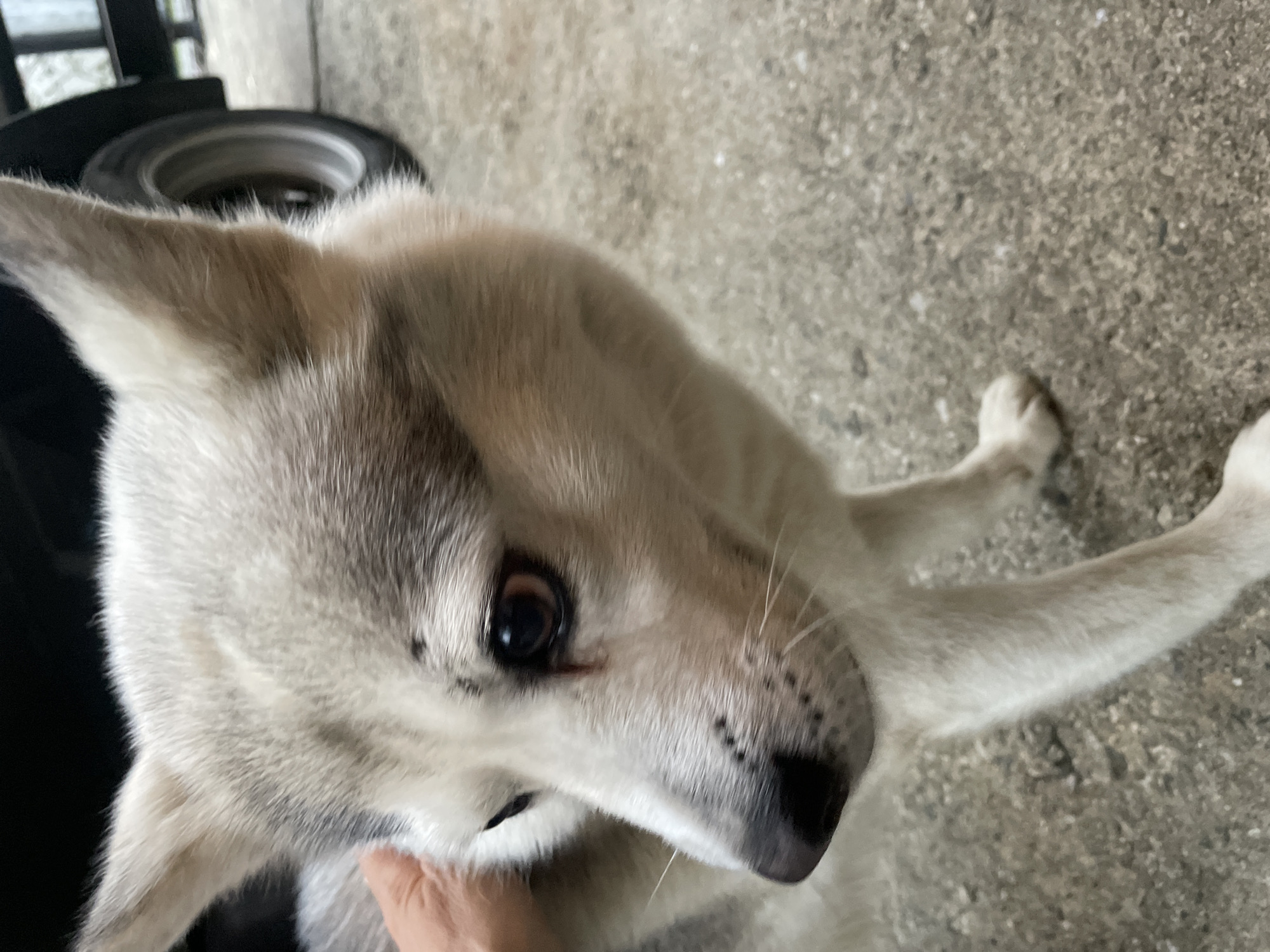 Husky dog interactions and town views captured in Baranovka