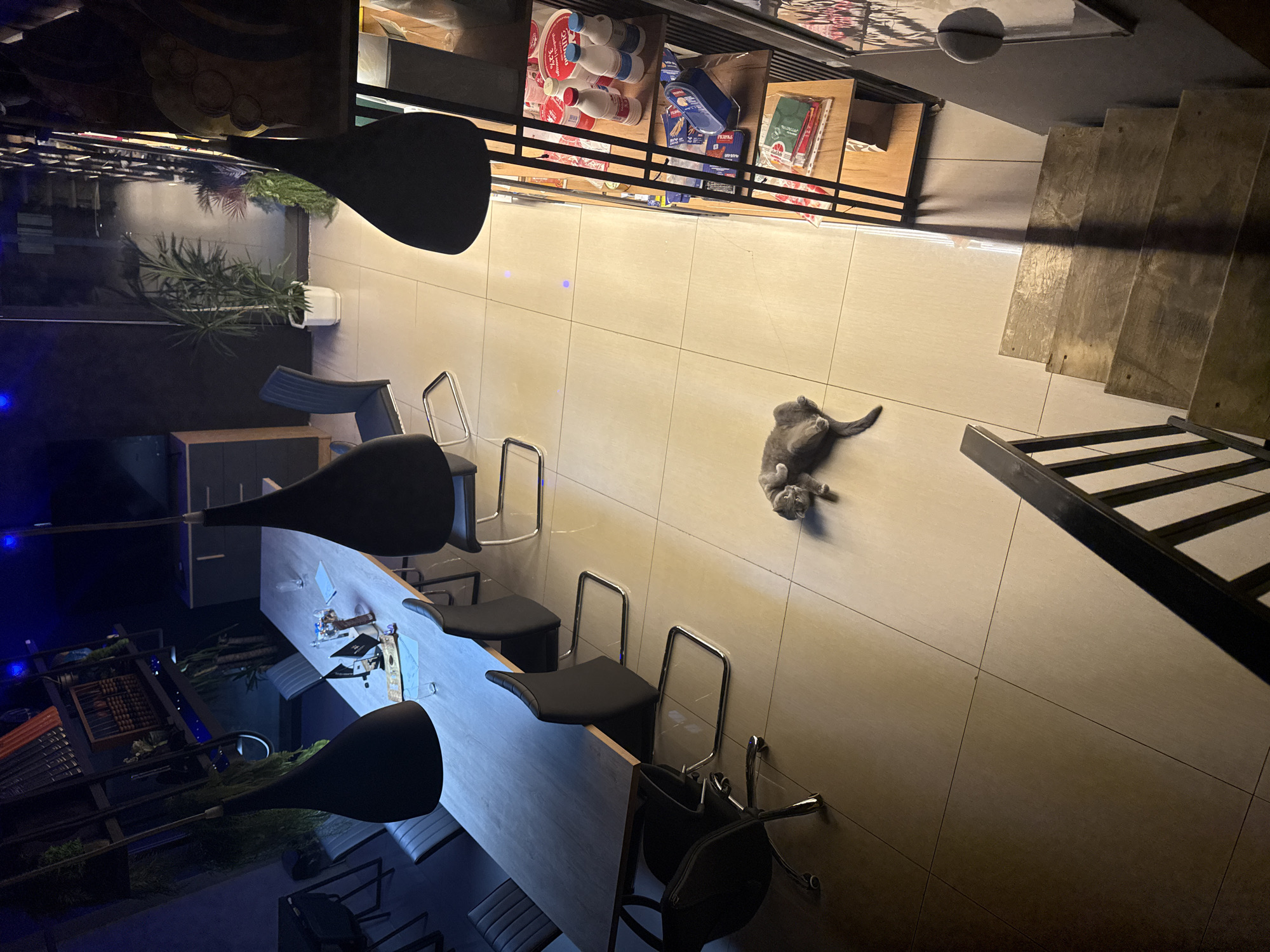 Cat spotted in modern Yerevan cafe interior