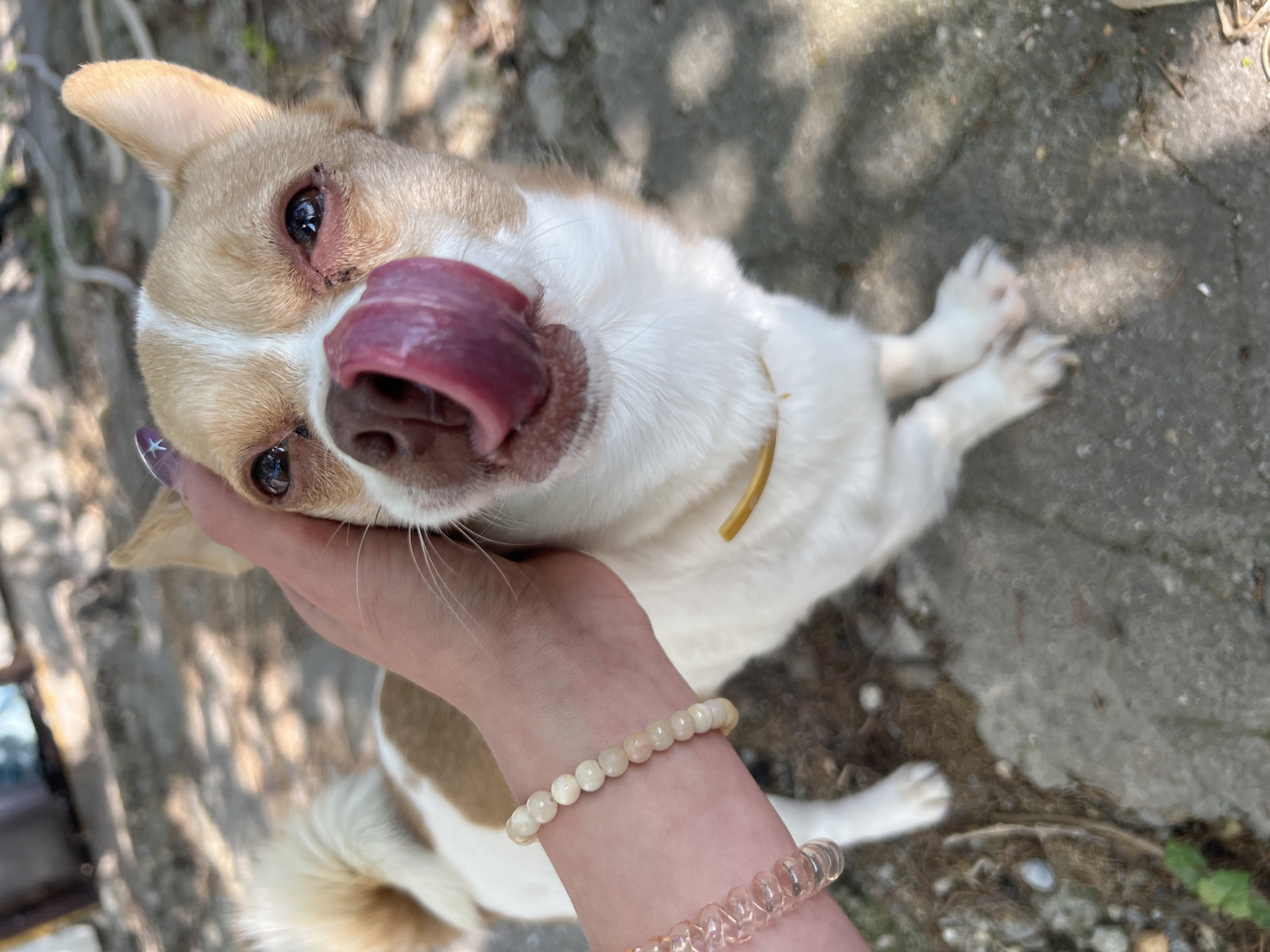 Chihuahua meets tabby cat in Sevastopol afternoon encounter