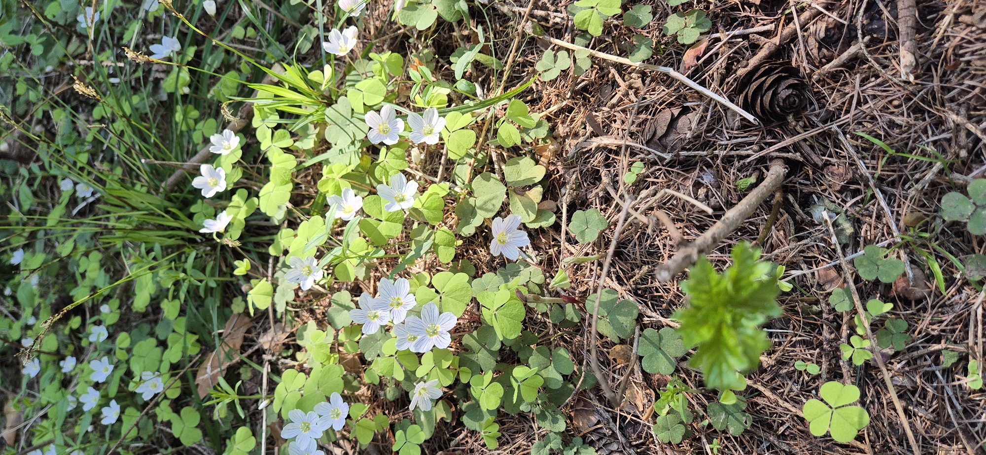 Nature walk documented through forest and riverside landscapes