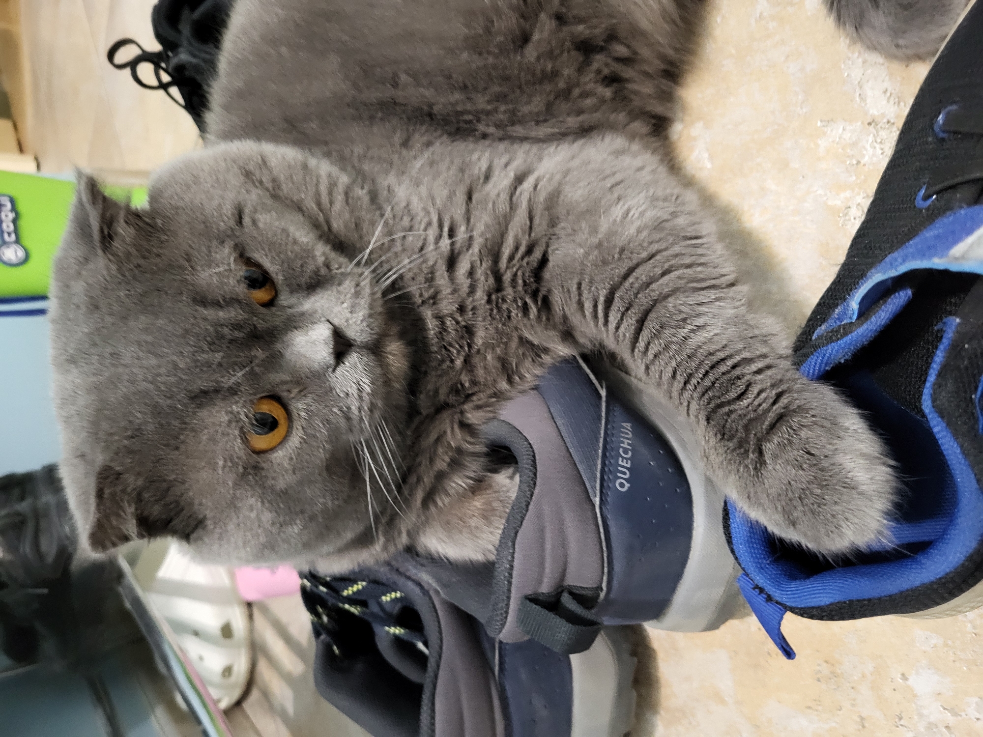 Cat on shoes, rainy European street scenes documented
