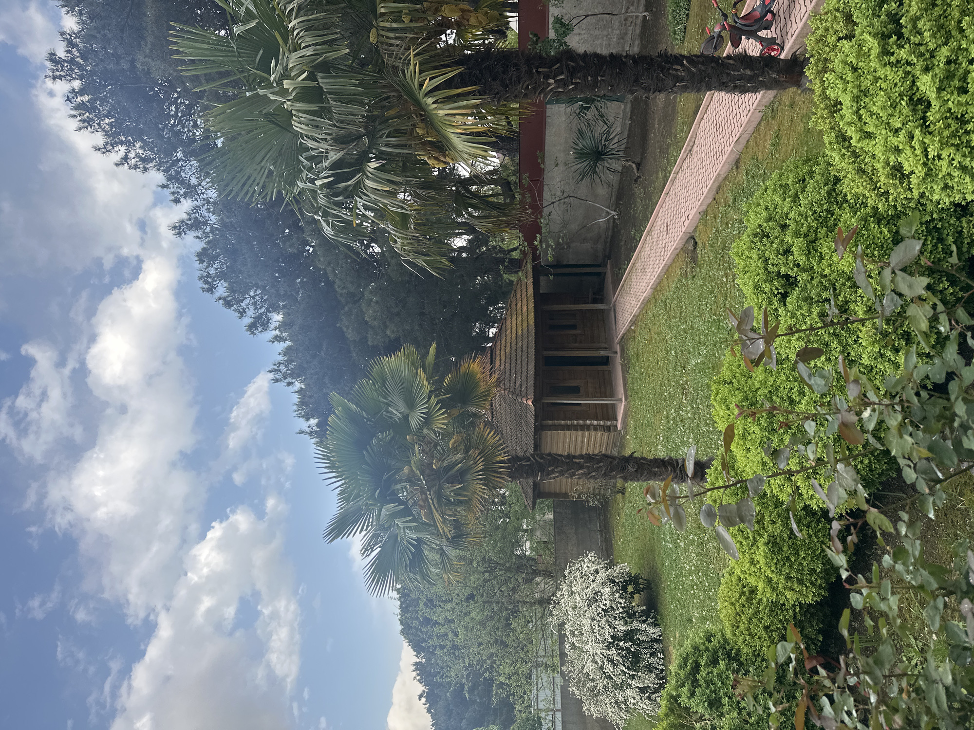 Garden scene with palm trees, wooden structure documented in Tbilisi
