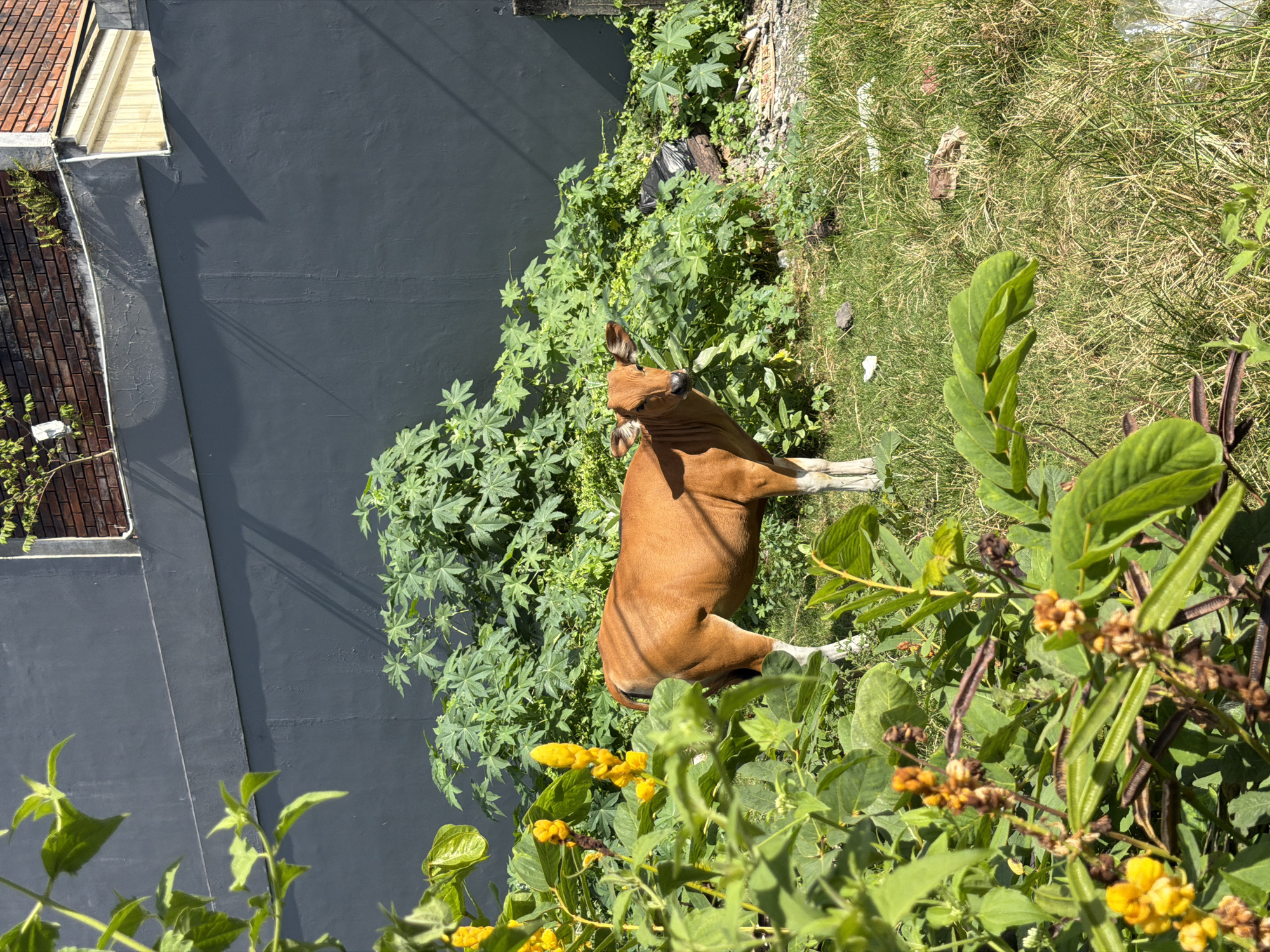 Cow in a Kuta lot, dog walk nearby in North Kuta
