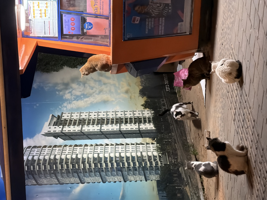 Street cats and dog spotted in Tel Aviv area