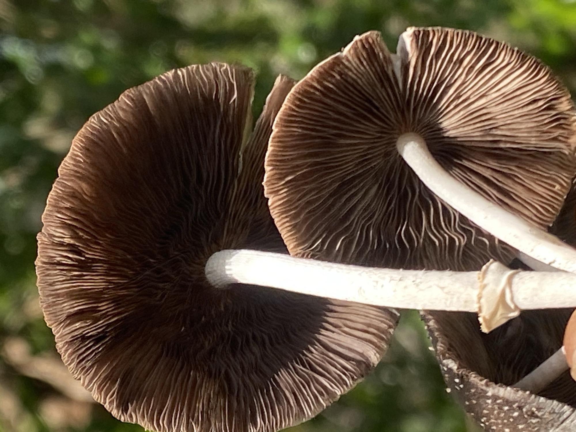 Brown mushrooms with white stems spotted in Achara, Nigeria