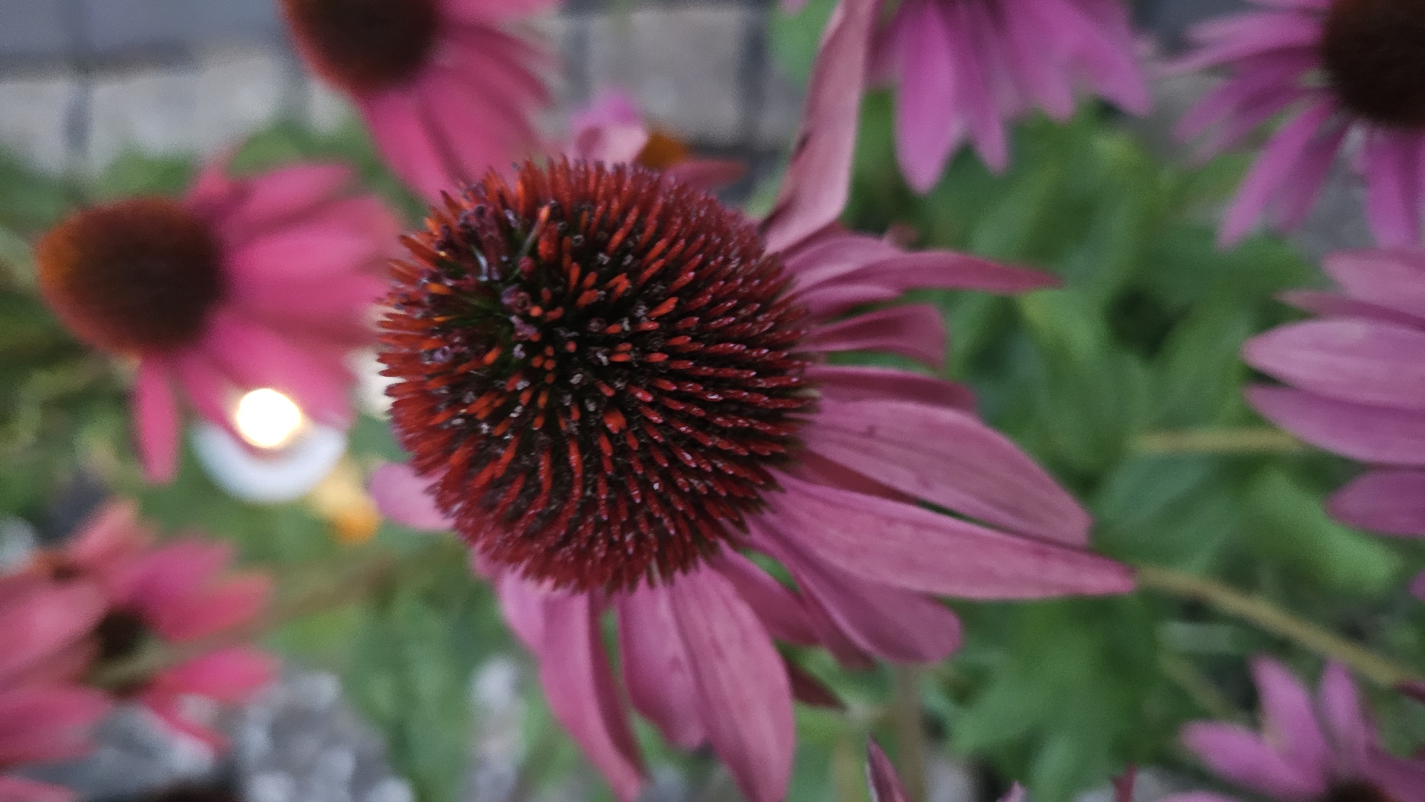 Summer garden flowers in close-up, Nienburg/Weser