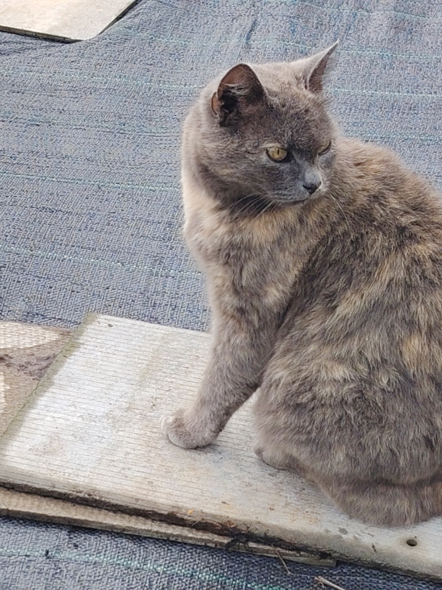 Rain-soaked garden blooms and cat documented in Novaya Prismara