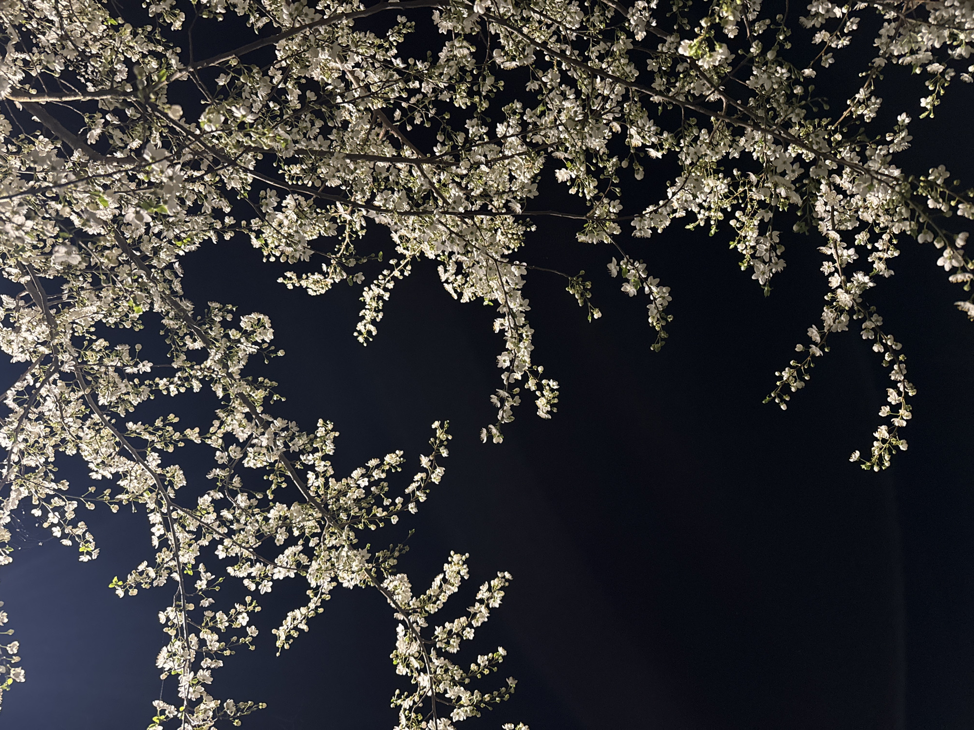 Spring blossoms illuminate nighttime cobblestone path in Pleven