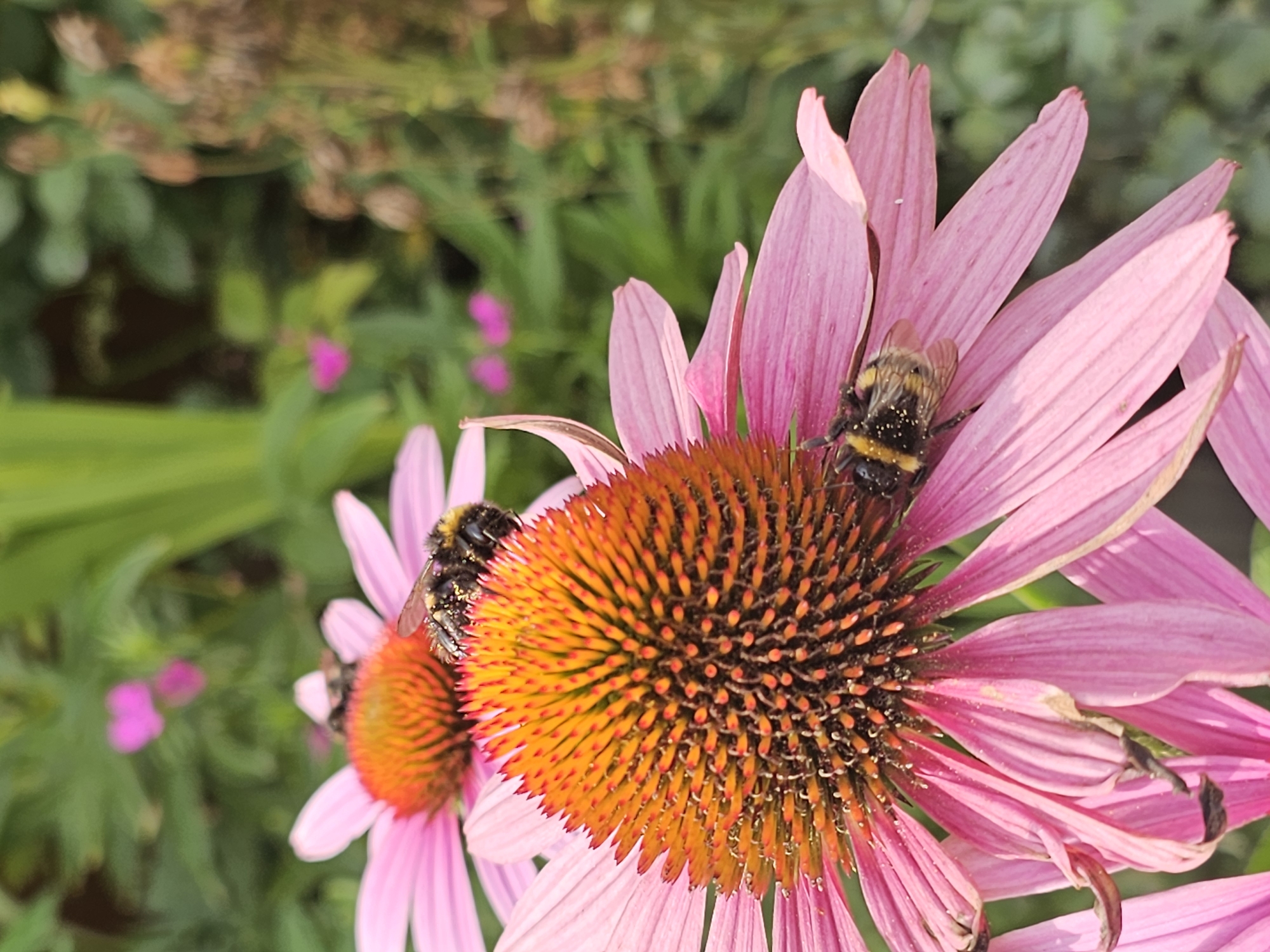 Two bumblebees working a pink coneflower in Khimki